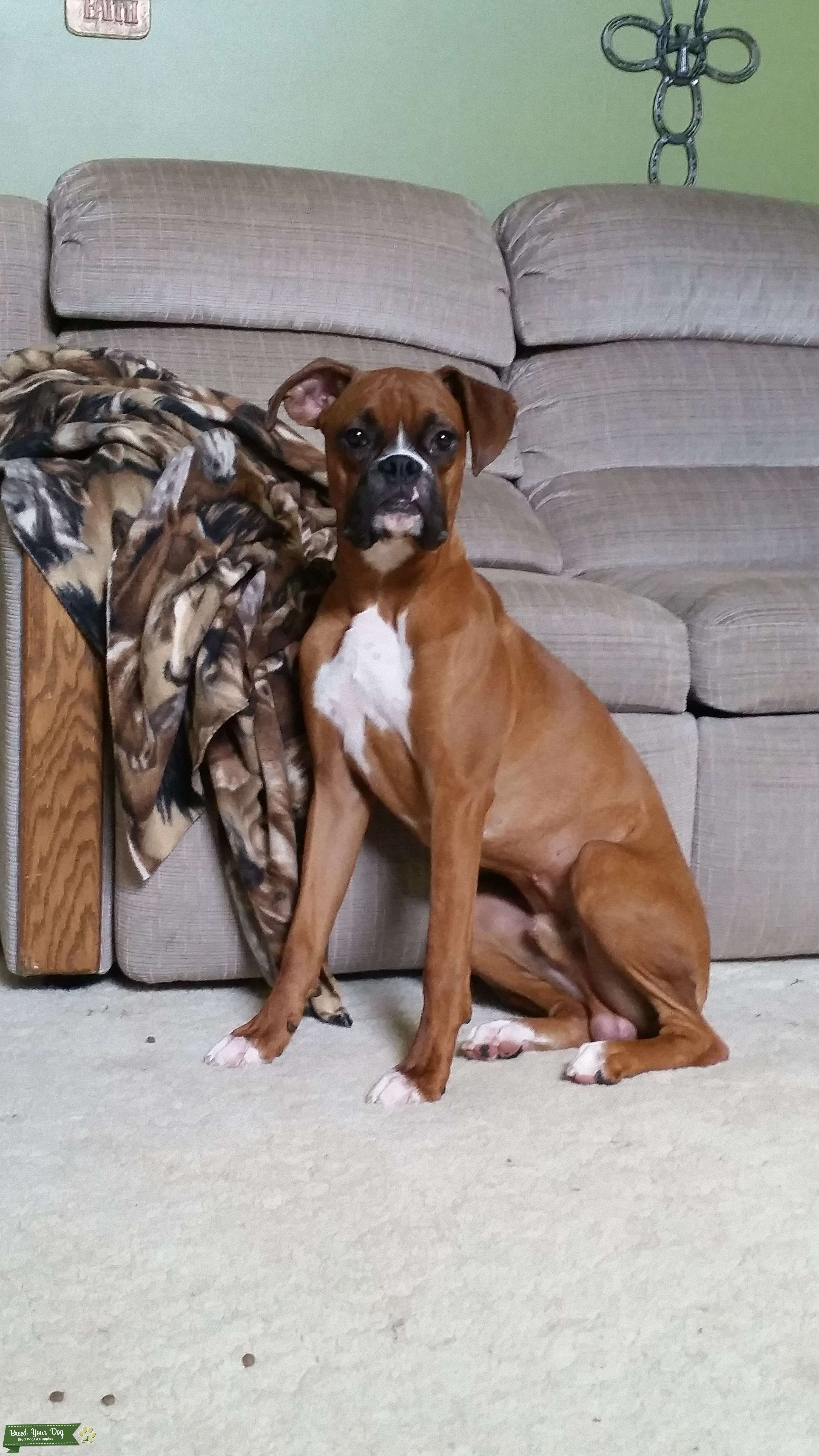 Stud Dog - Beautiful Fawn AKC Boxer - Breed Your Dog