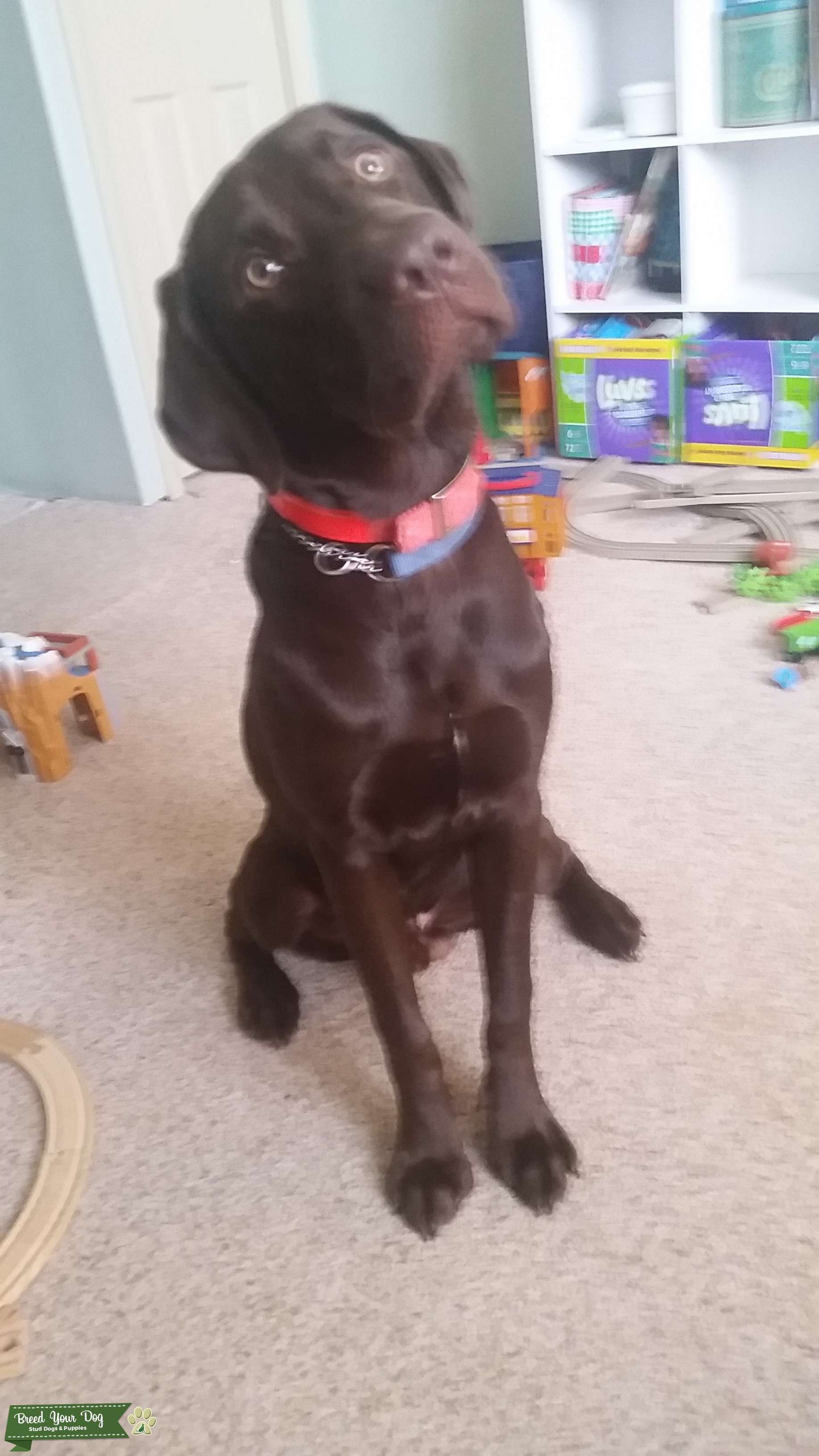 Pure American Chocolate Lab Stud Dog in Northeast, United States
