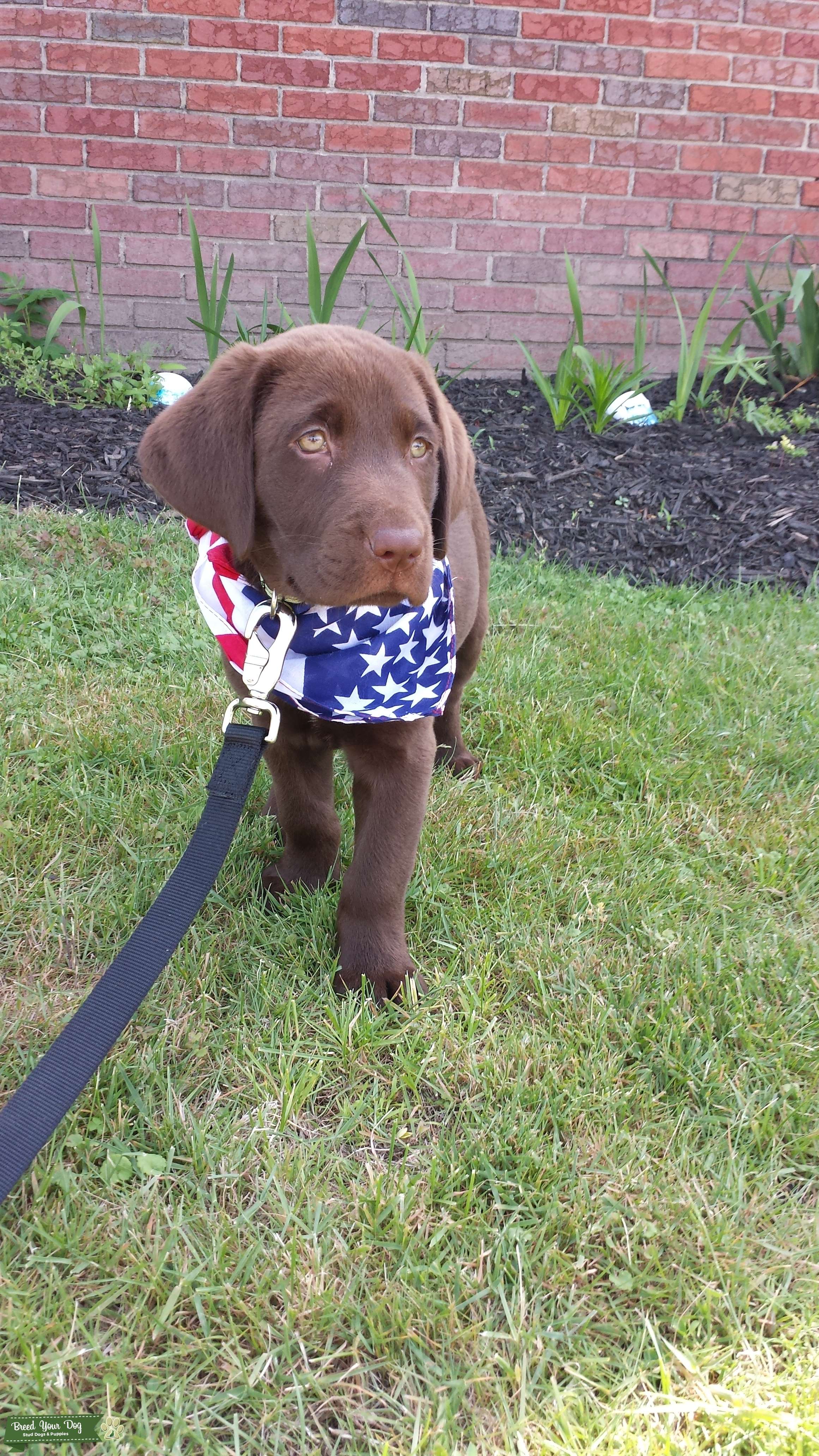 Pure American Chocolate Lab Stud Dog in Northeast, United States