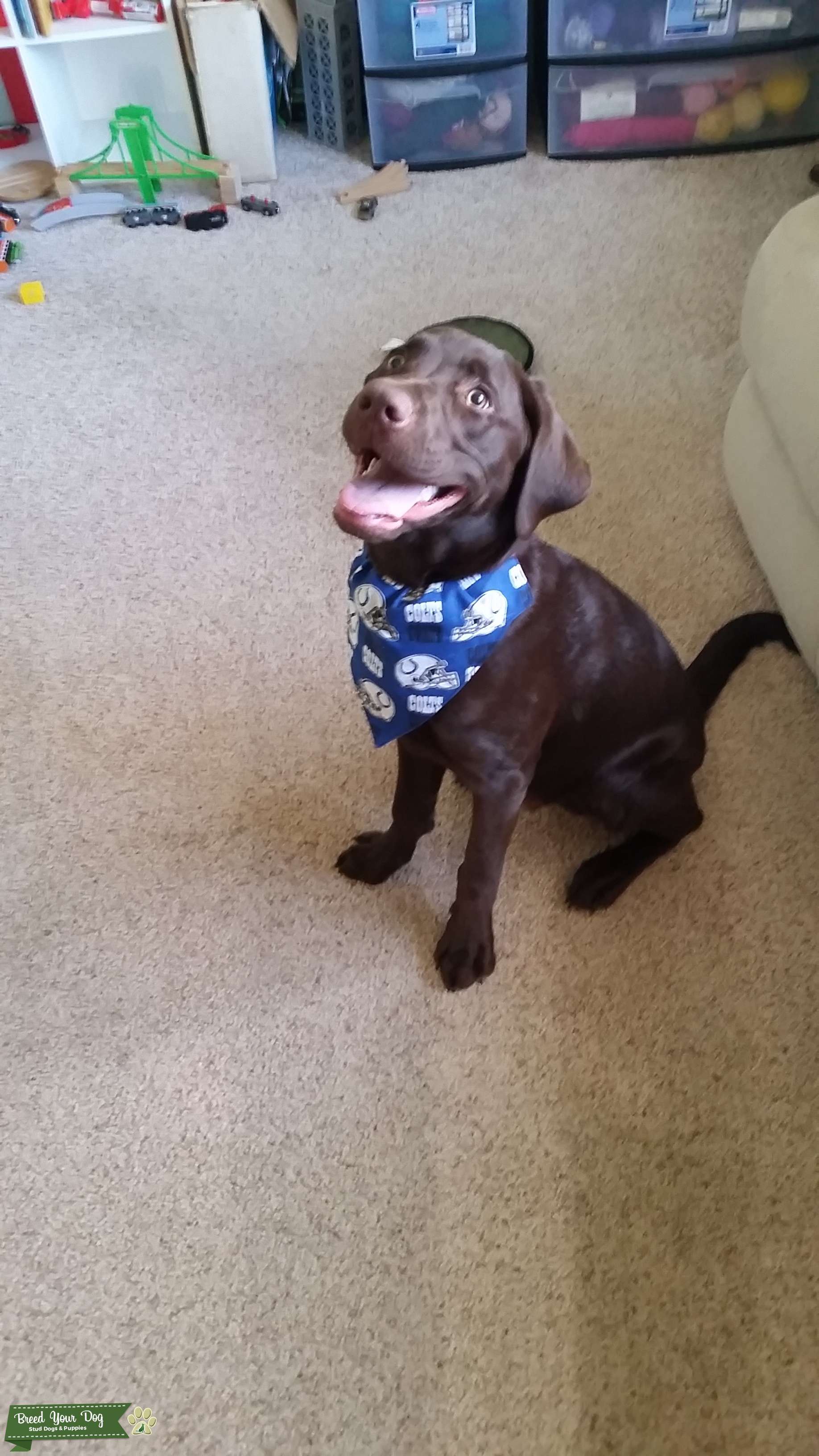 Pure American Chocolate Lab Stud Dog in Northeast, United States