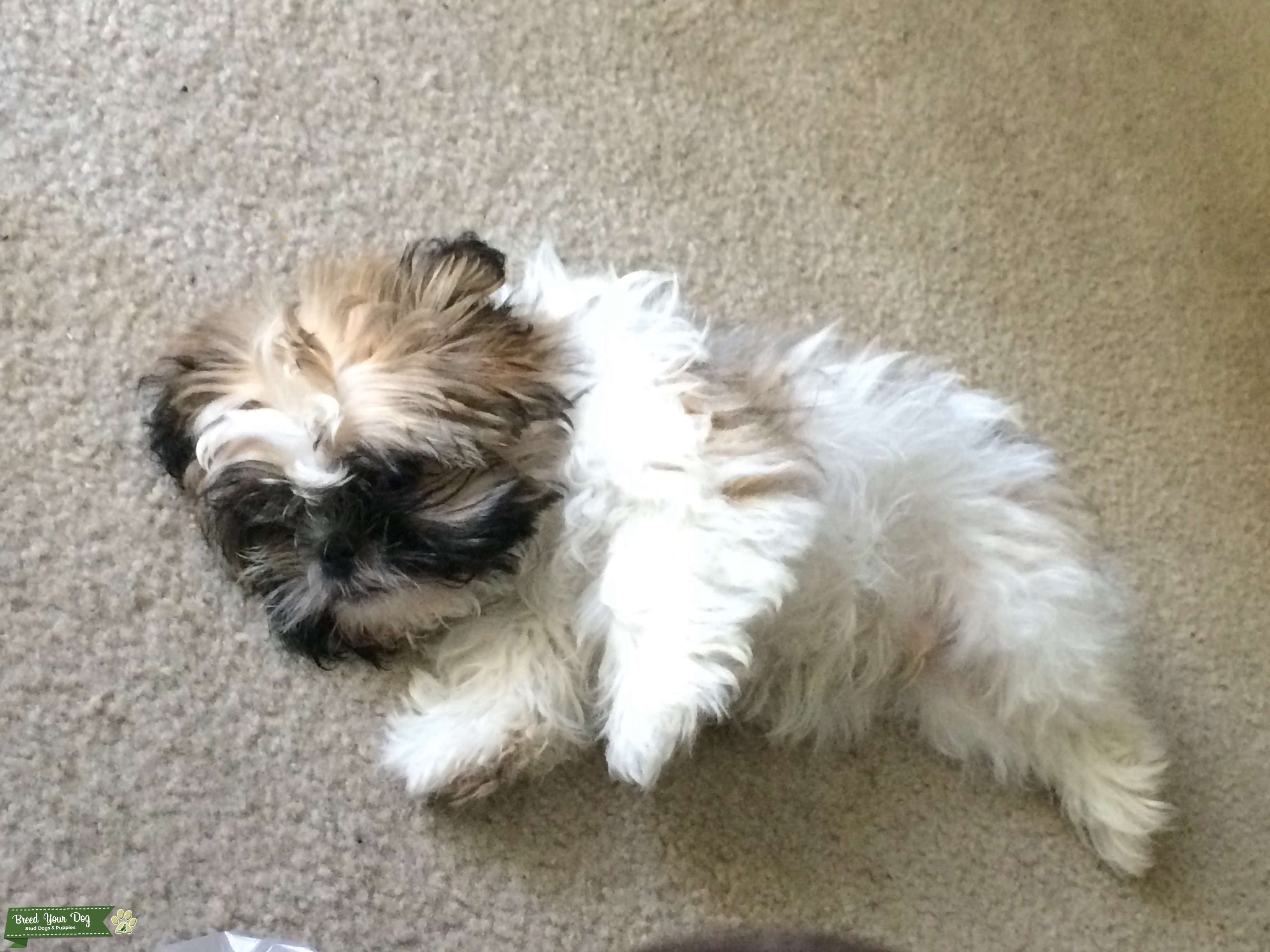 Full bred male shih tzu Stud Dog in Southeast , the United States