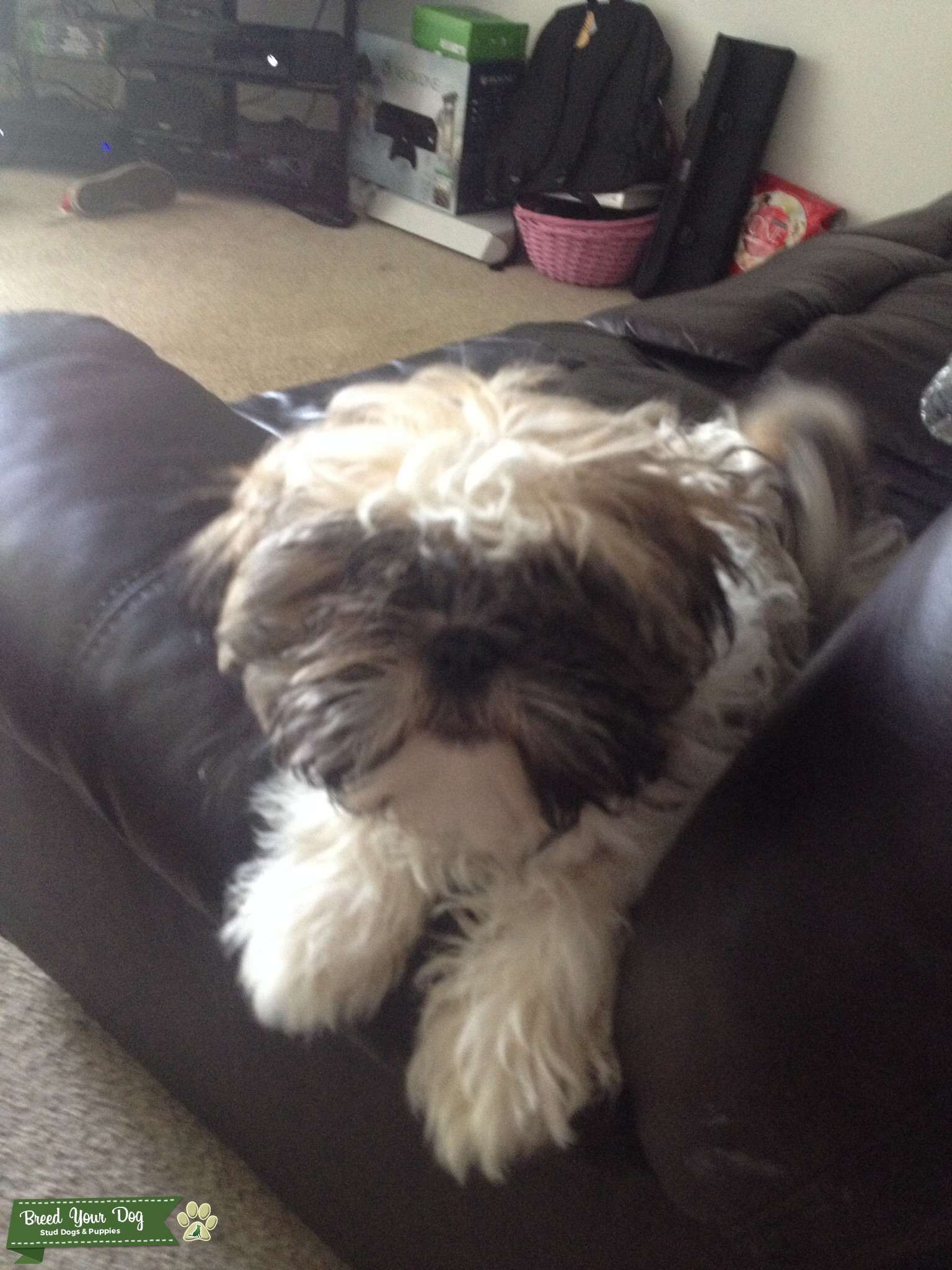 Full bred male shih tzu Stud Dog in Southeast , the United States