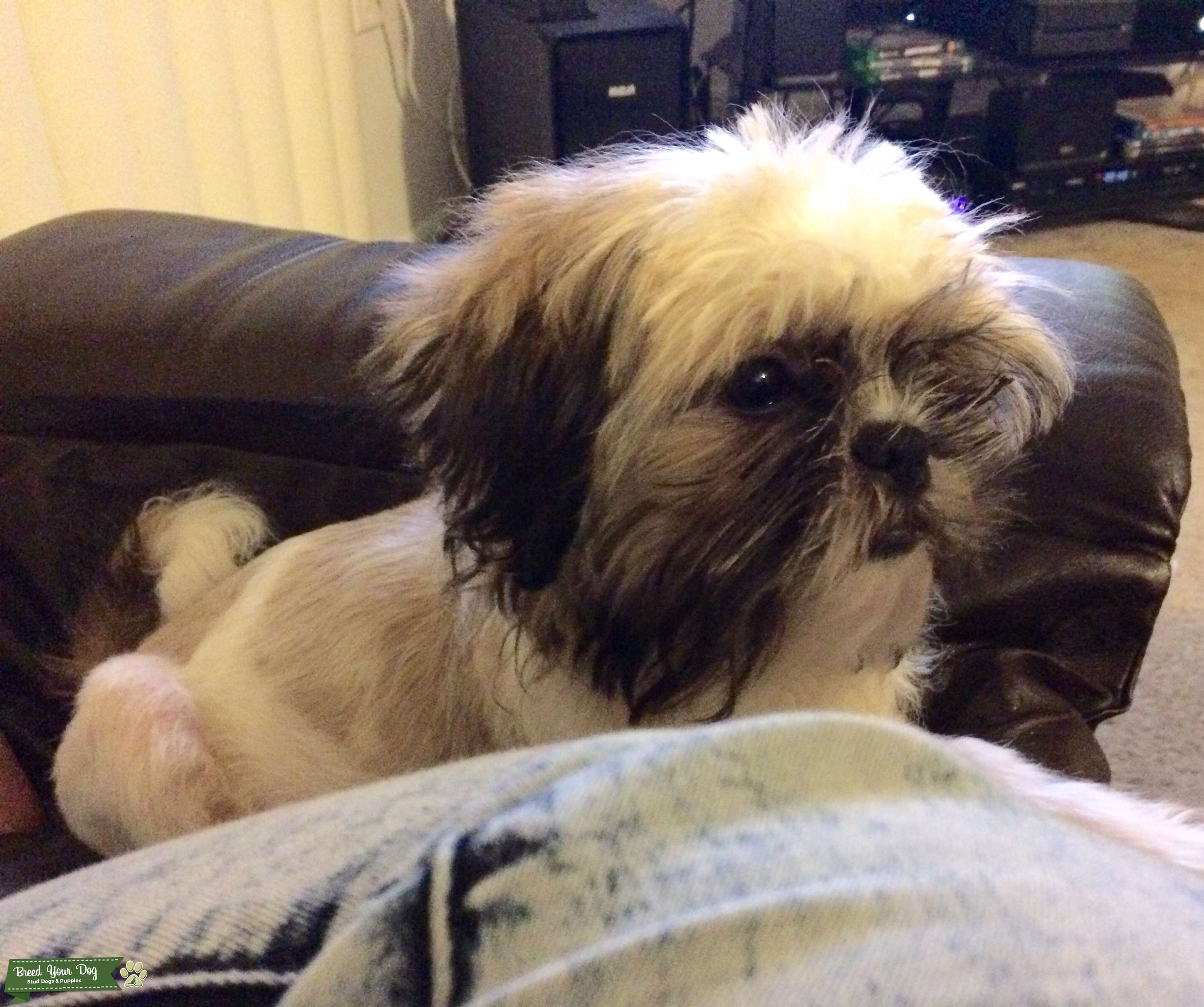 Full bred male shih tzu Stud Dog in Southeast , the United States