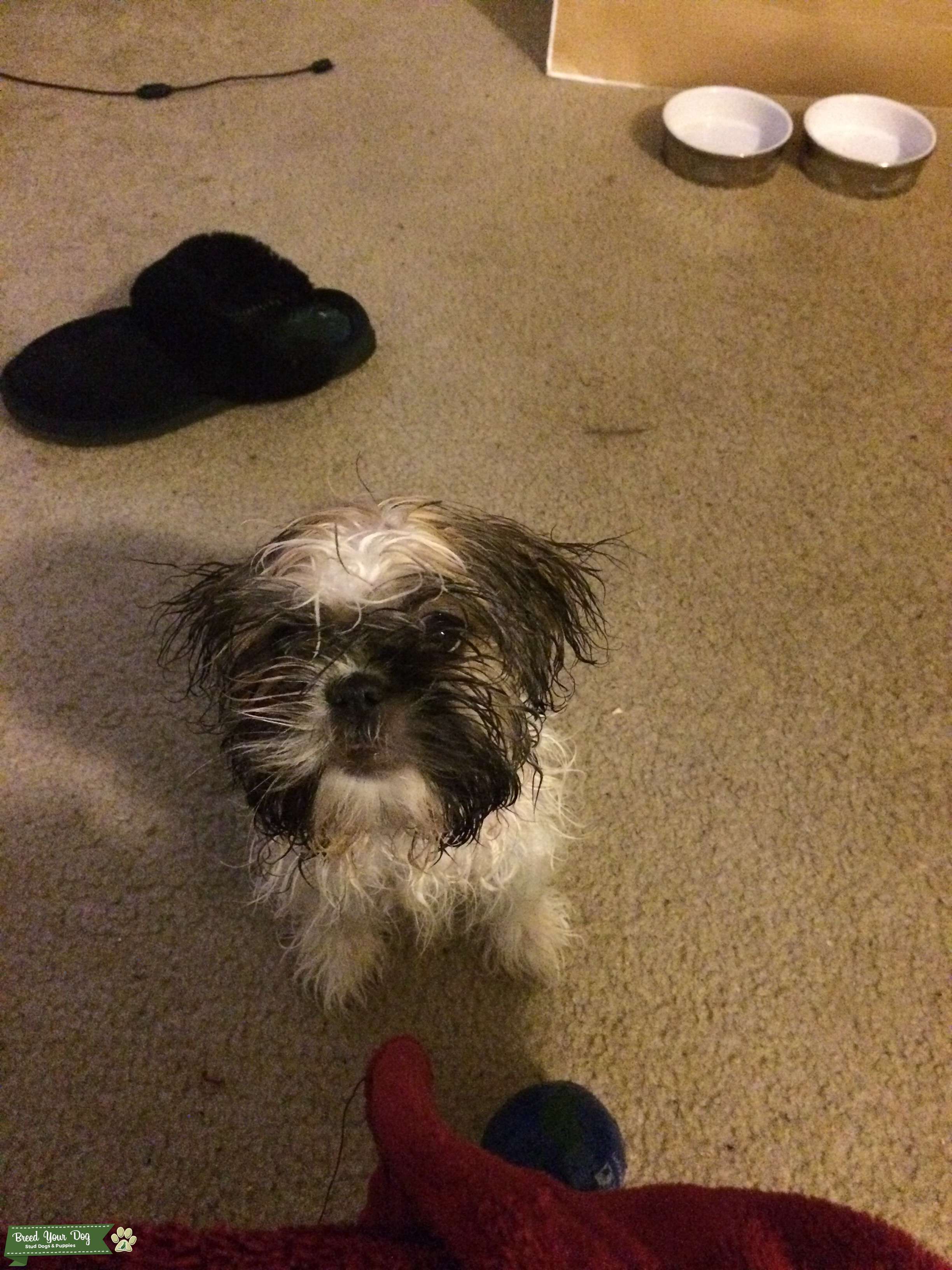 Full bred male shih tzu Stud Dog in Southeast , the United States