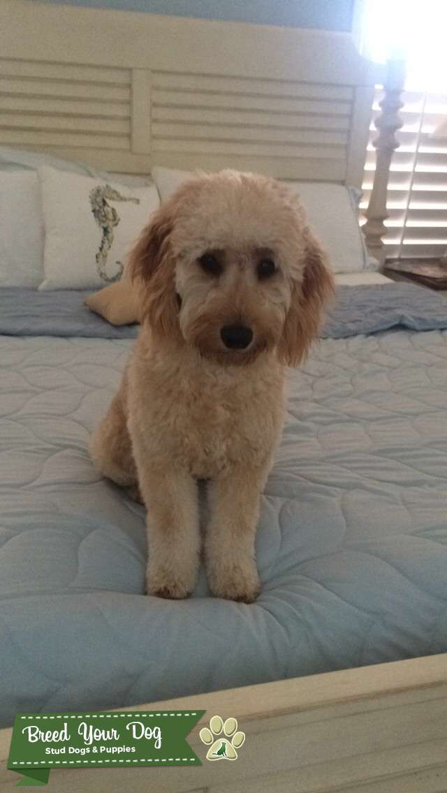 Mini goldendoodle Stud Dog Boca raton Breed Your Dog