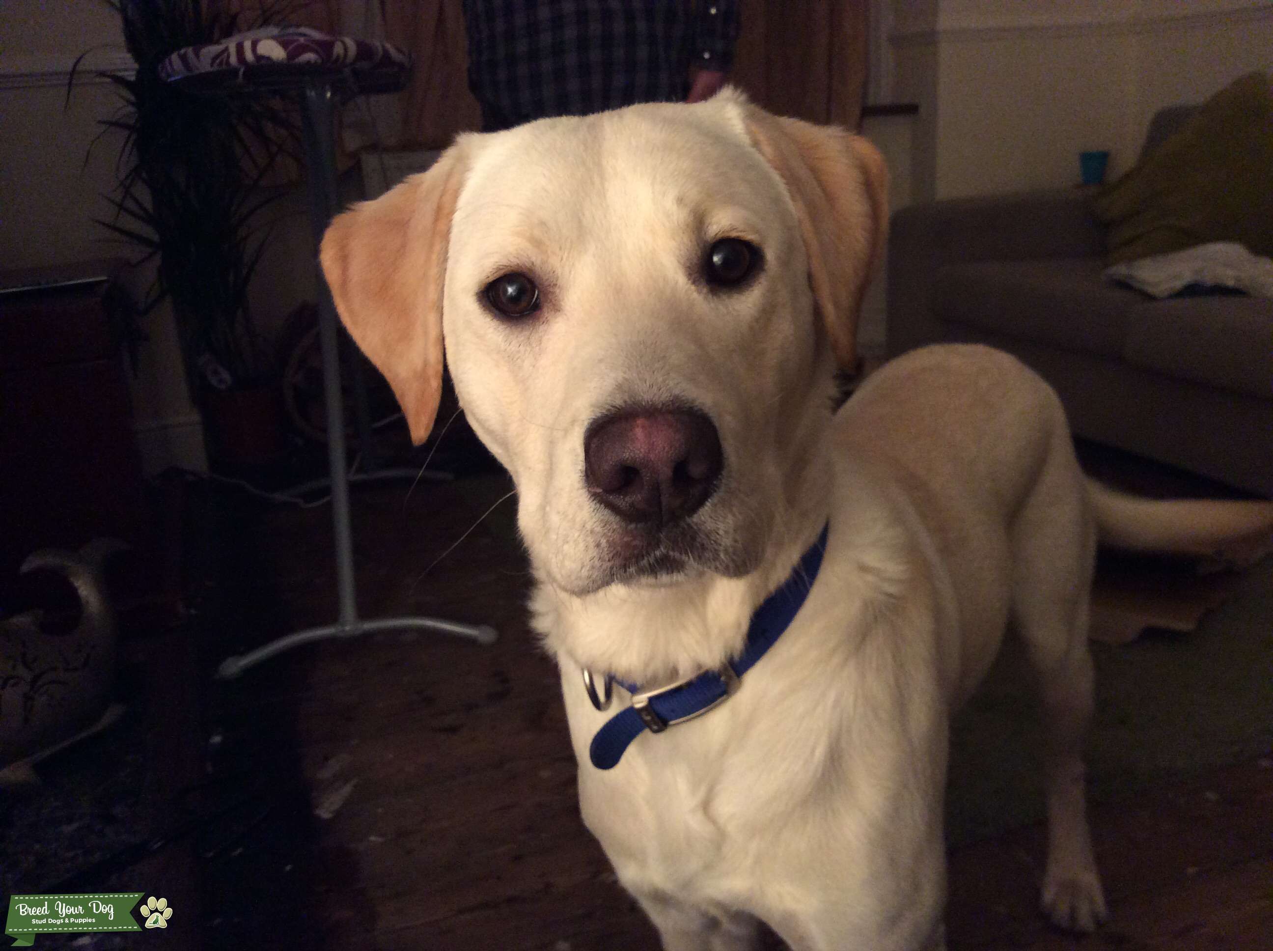 Pedigree Labrador stud Stud Dog in Norfolk, the United States Breed