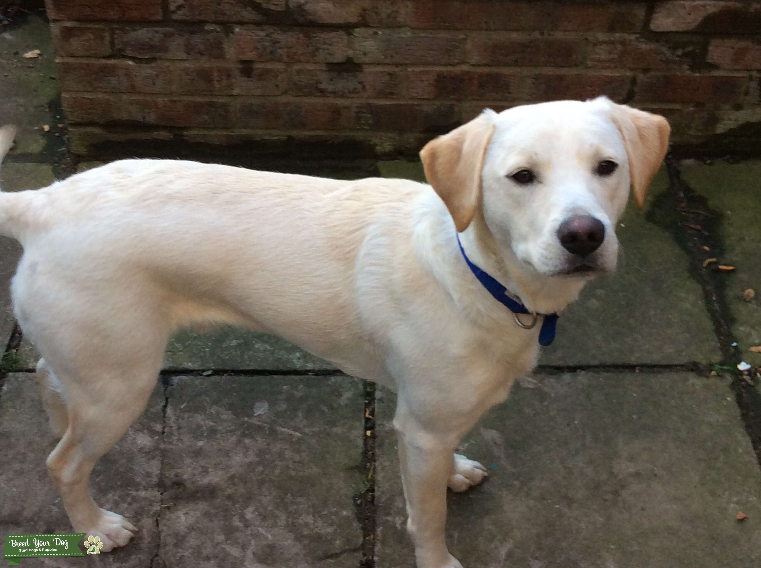 Pedigree Labrador stud Stud Dog in Norfolk, the United States Breed