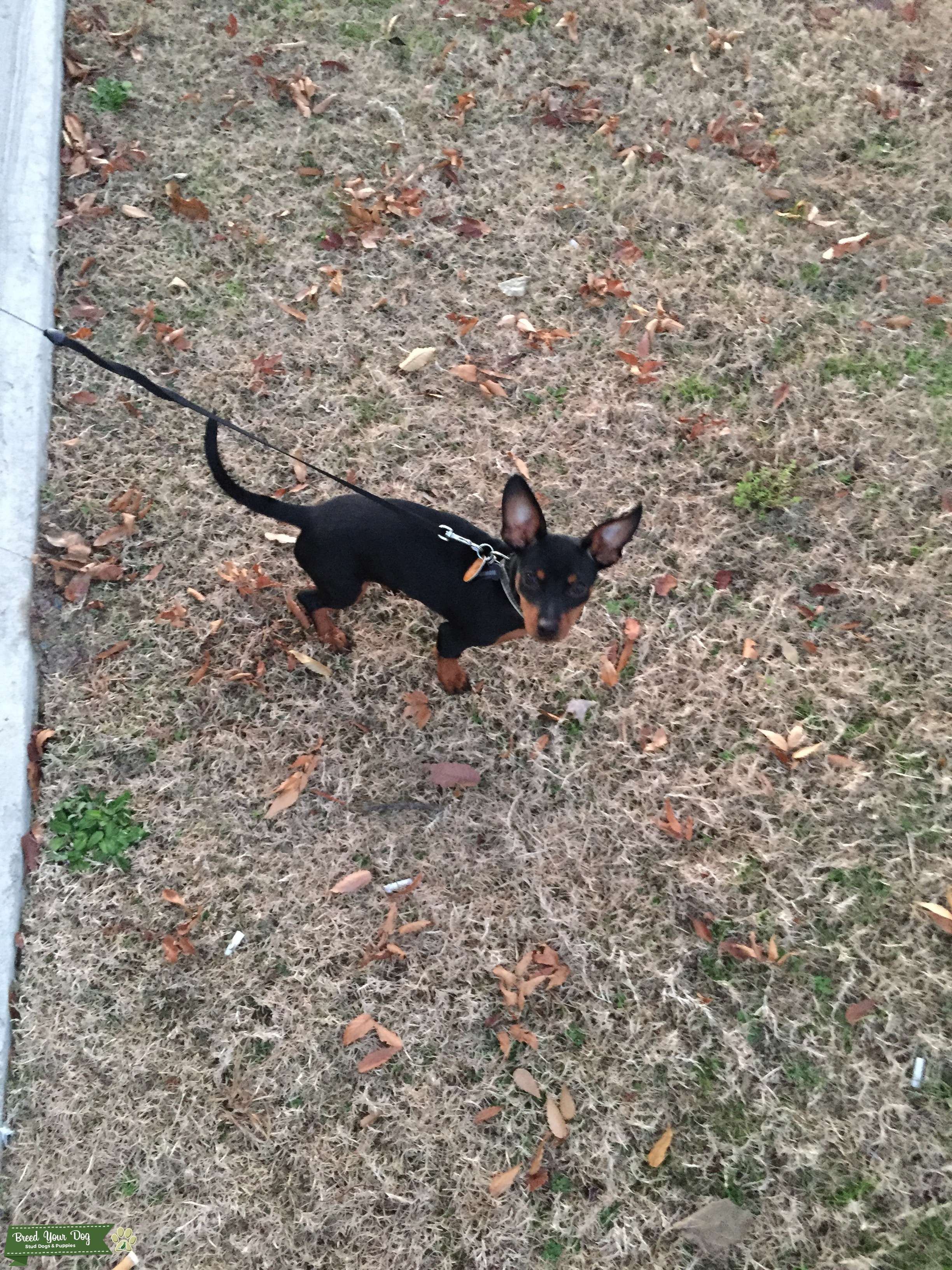 Male Stud Dog Stud Dog in Virginia, the United States Breed Your Dog