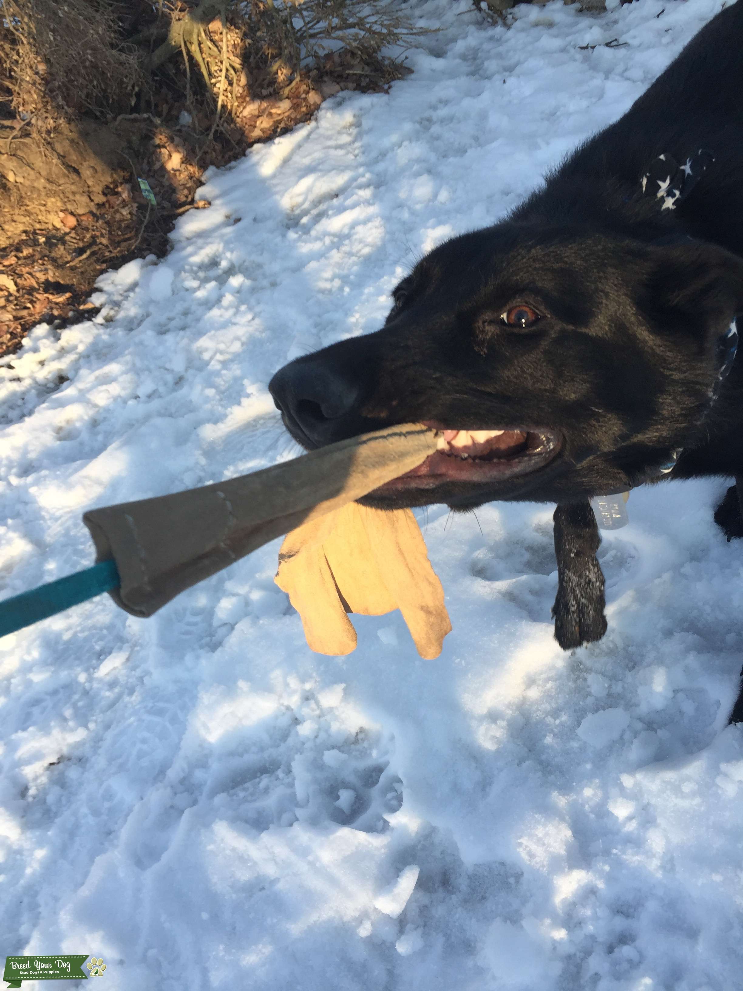 Akc German shepherd stud black coat - Stud Dog Harrisburg, pa - Breed