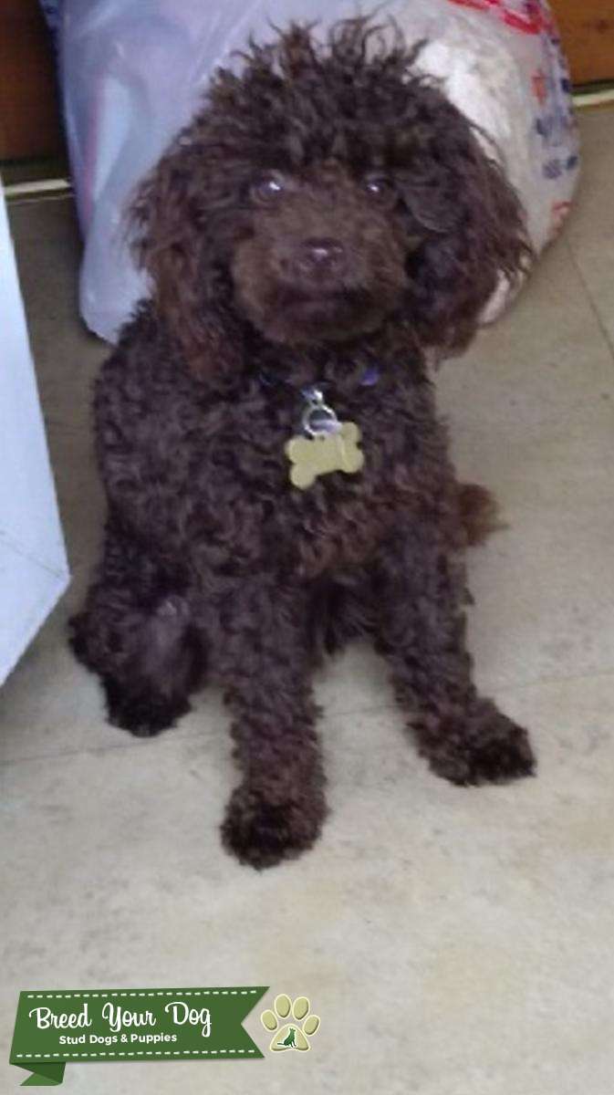 choco toy poodle