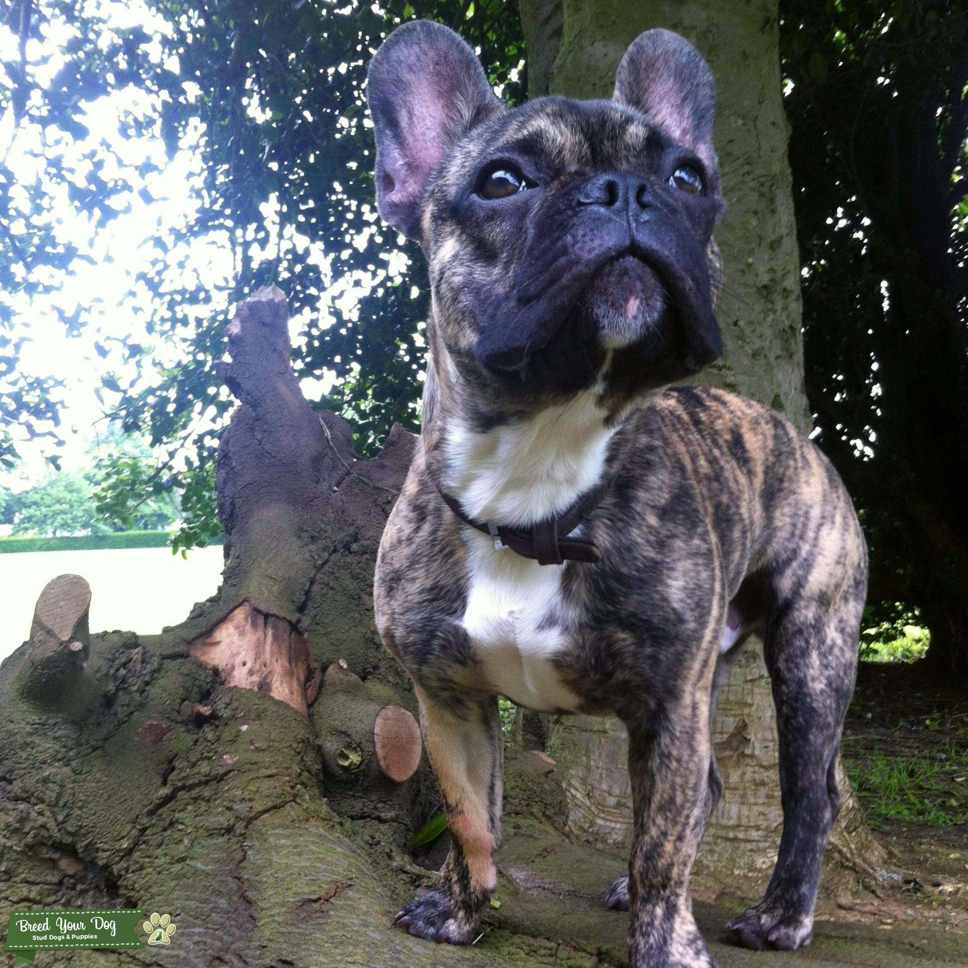 Beautiful Reverse Brindle French Bulldog Stud Dog in East Sussex, the