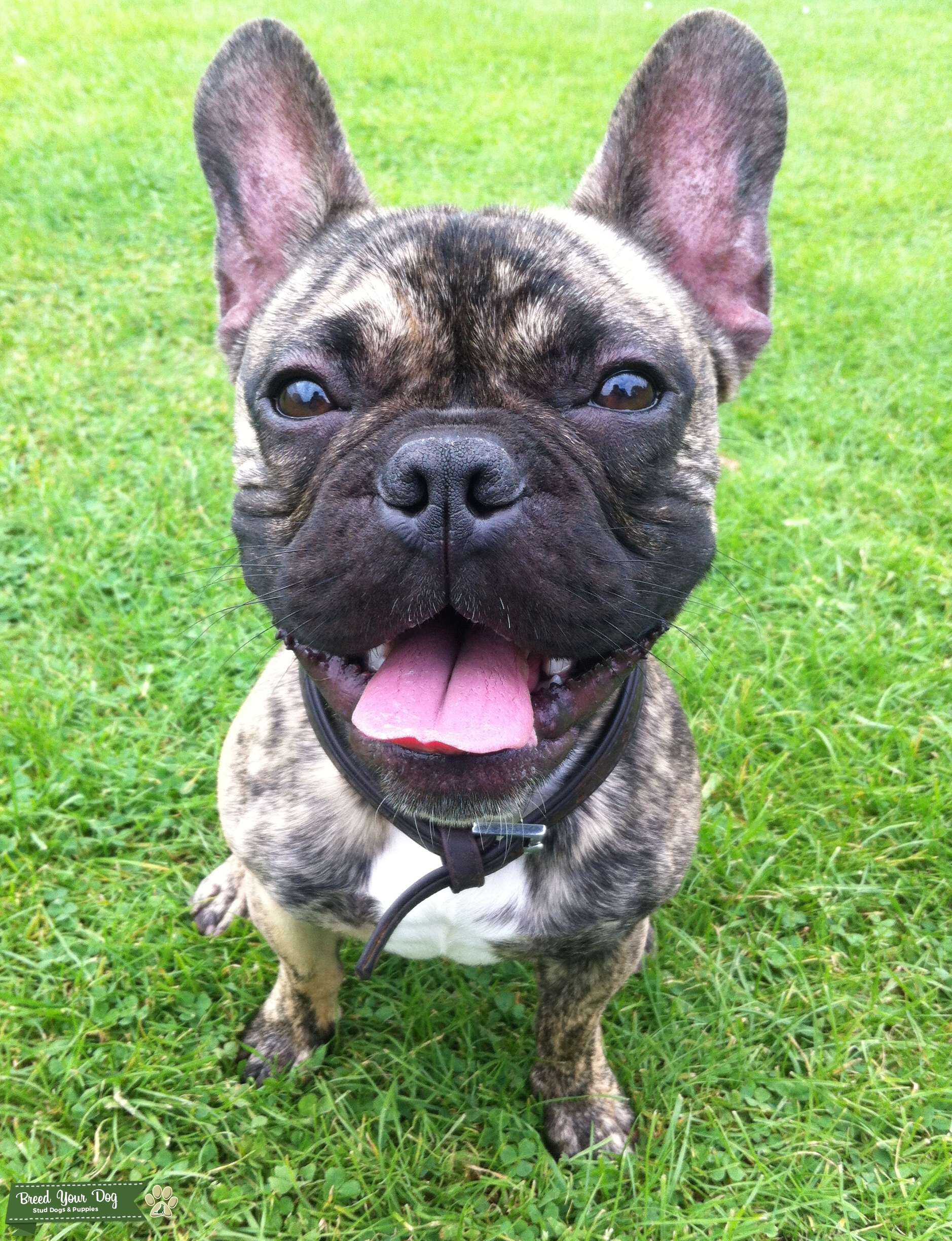 Stud Dog Beautiful Reverse Brindle French Bulldog