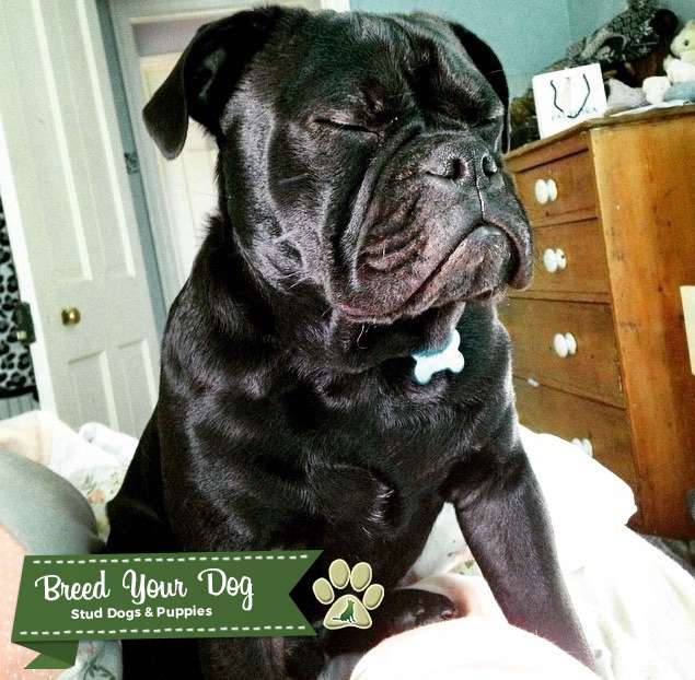 Black Pug cross English Bulldog for stud Stud Dog in Northamptonshire