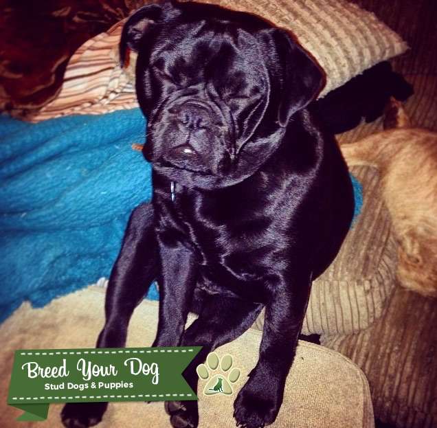 Black Pug cross English Bulldog for stud Stud Dog in Northamptonshire