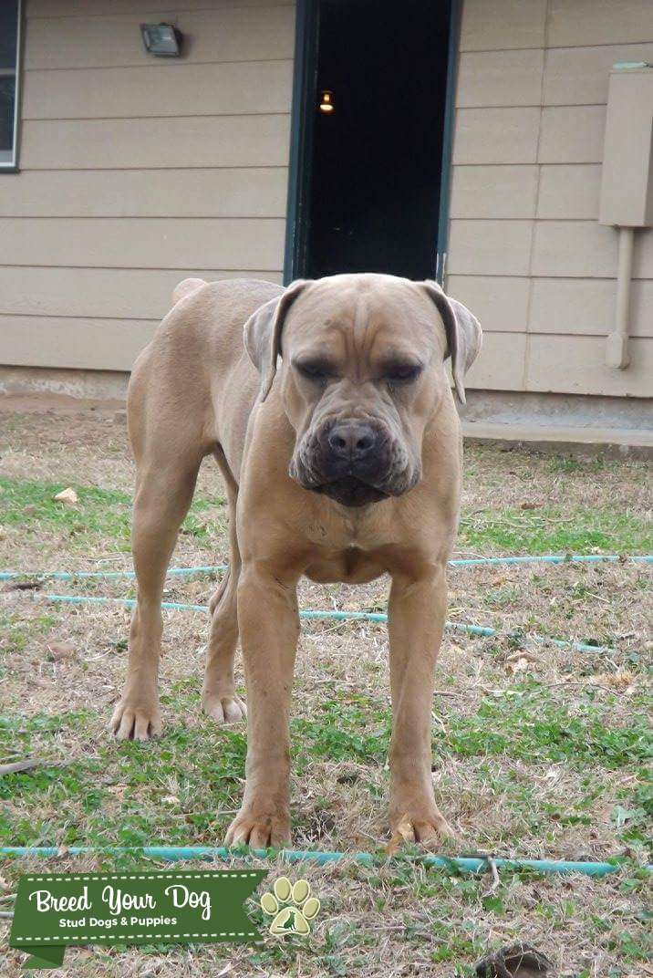 Available for STUD! Stud Dog in kansas , the United States Breed