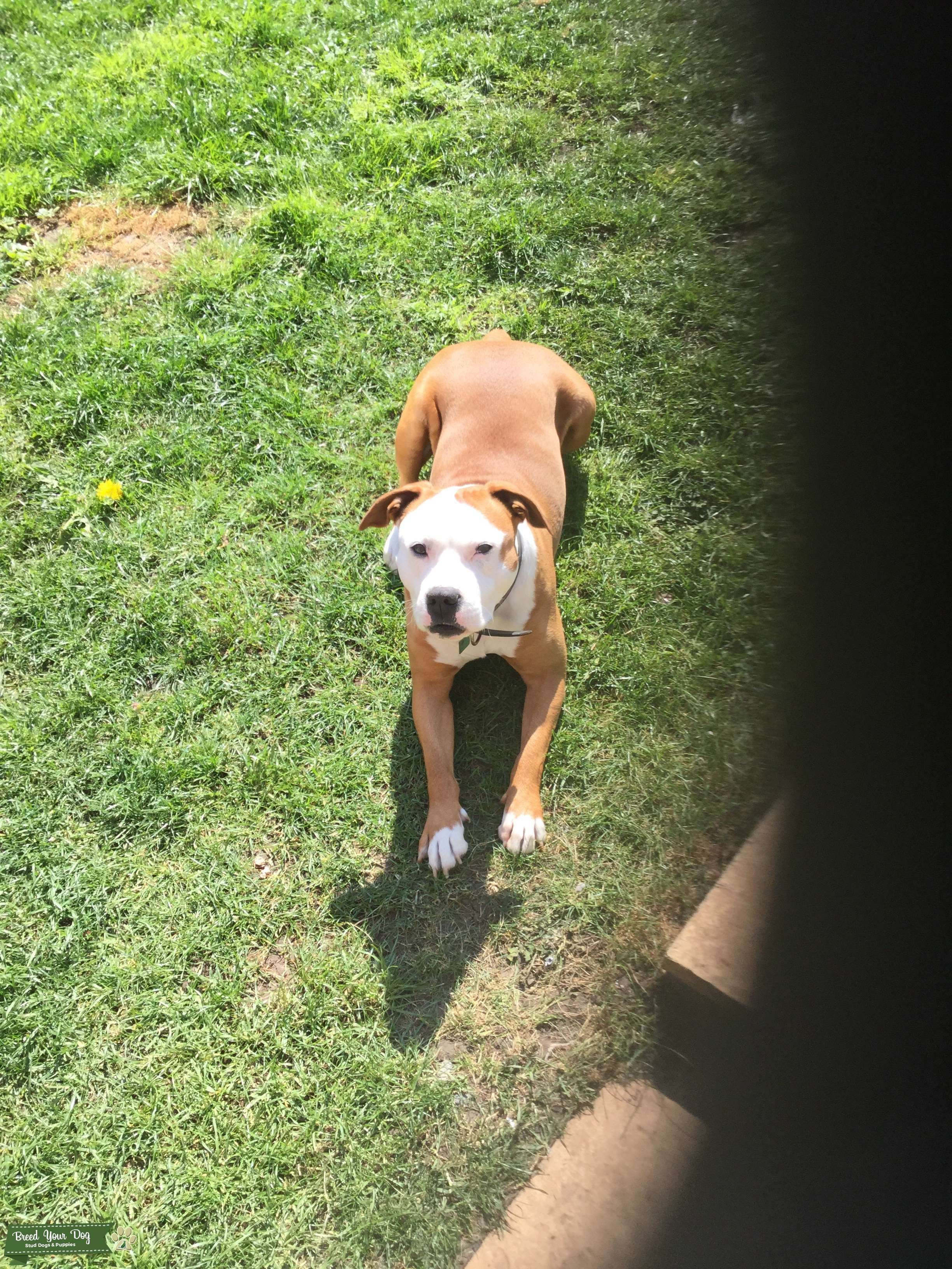 dog breed in a dog's way home