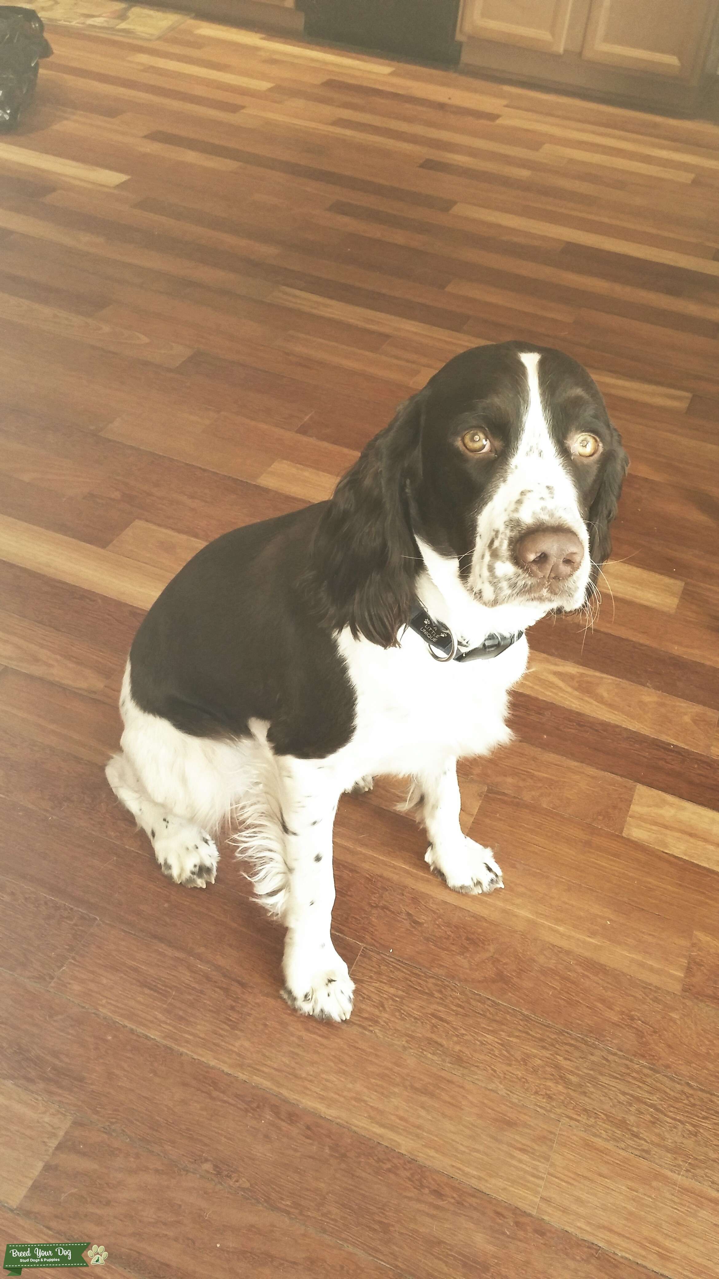 Male English springer spaniel Stud Dog in va, the United States