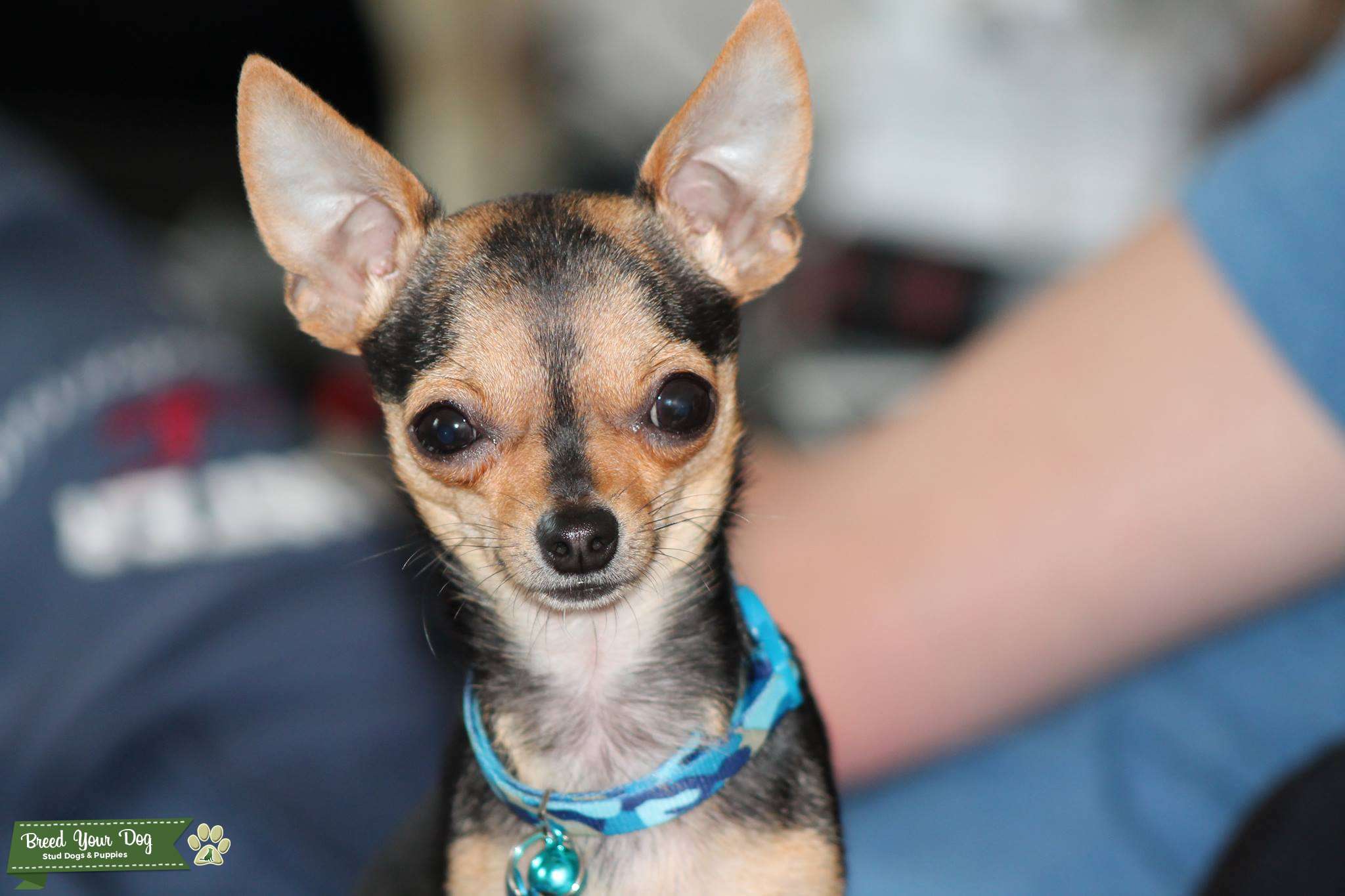 Stunning Micro Chihuahua At Stud Stud Dog in Northants, the United