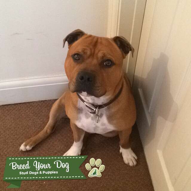 kc staffordshire bull terrier