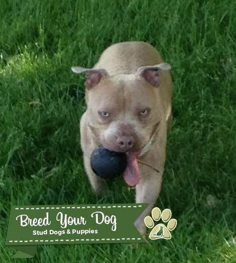 staffordshire bull terrier short legged