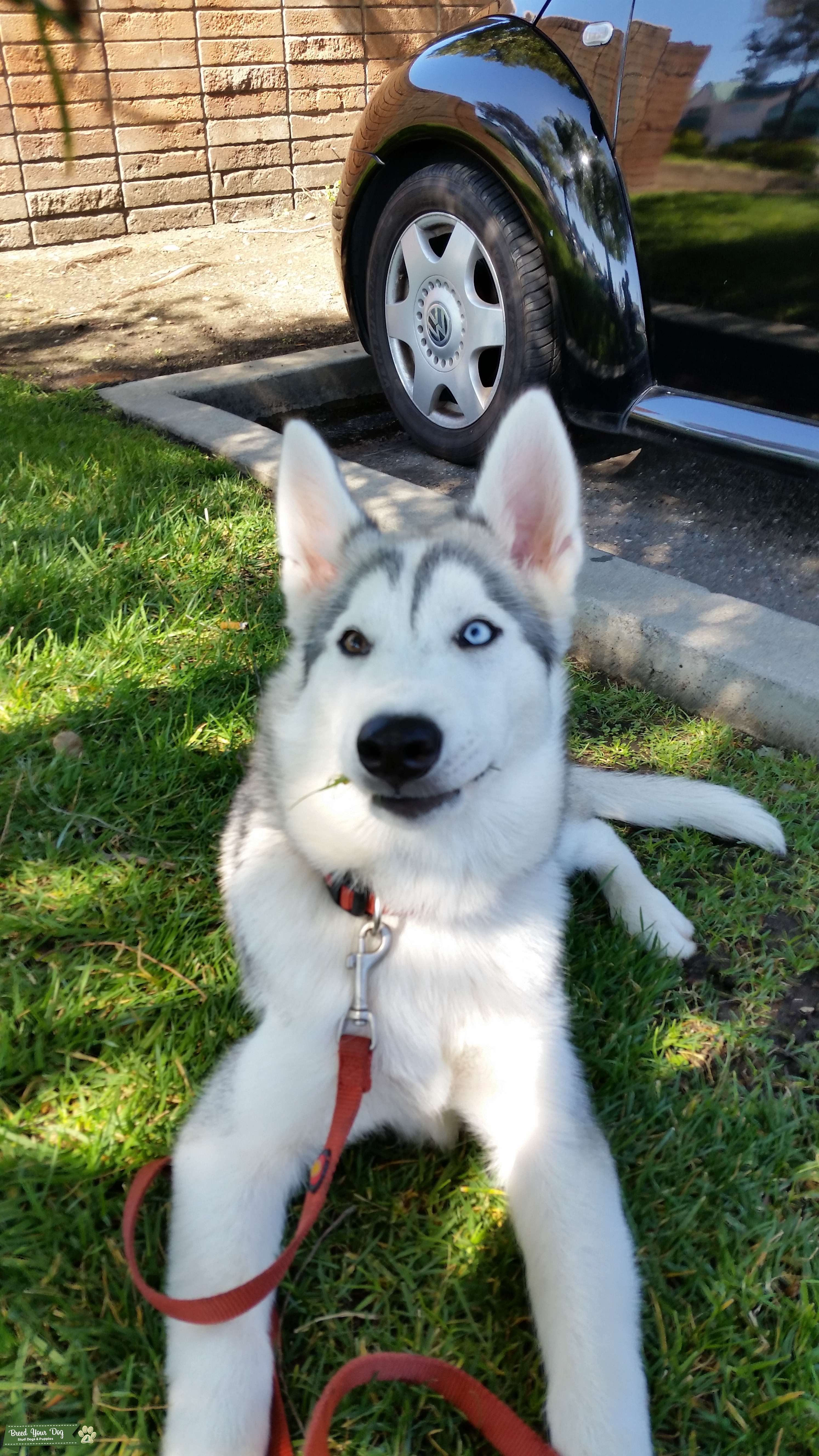9 month Siberian Husky Coat white/greyish Stud Dog in california