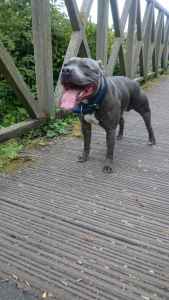 kc staffordshire bull terrier