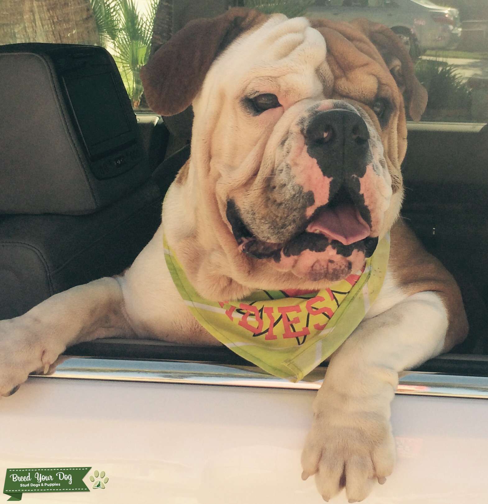 English Bulldog Stud Service Stud Dog in Chino Hills, the United