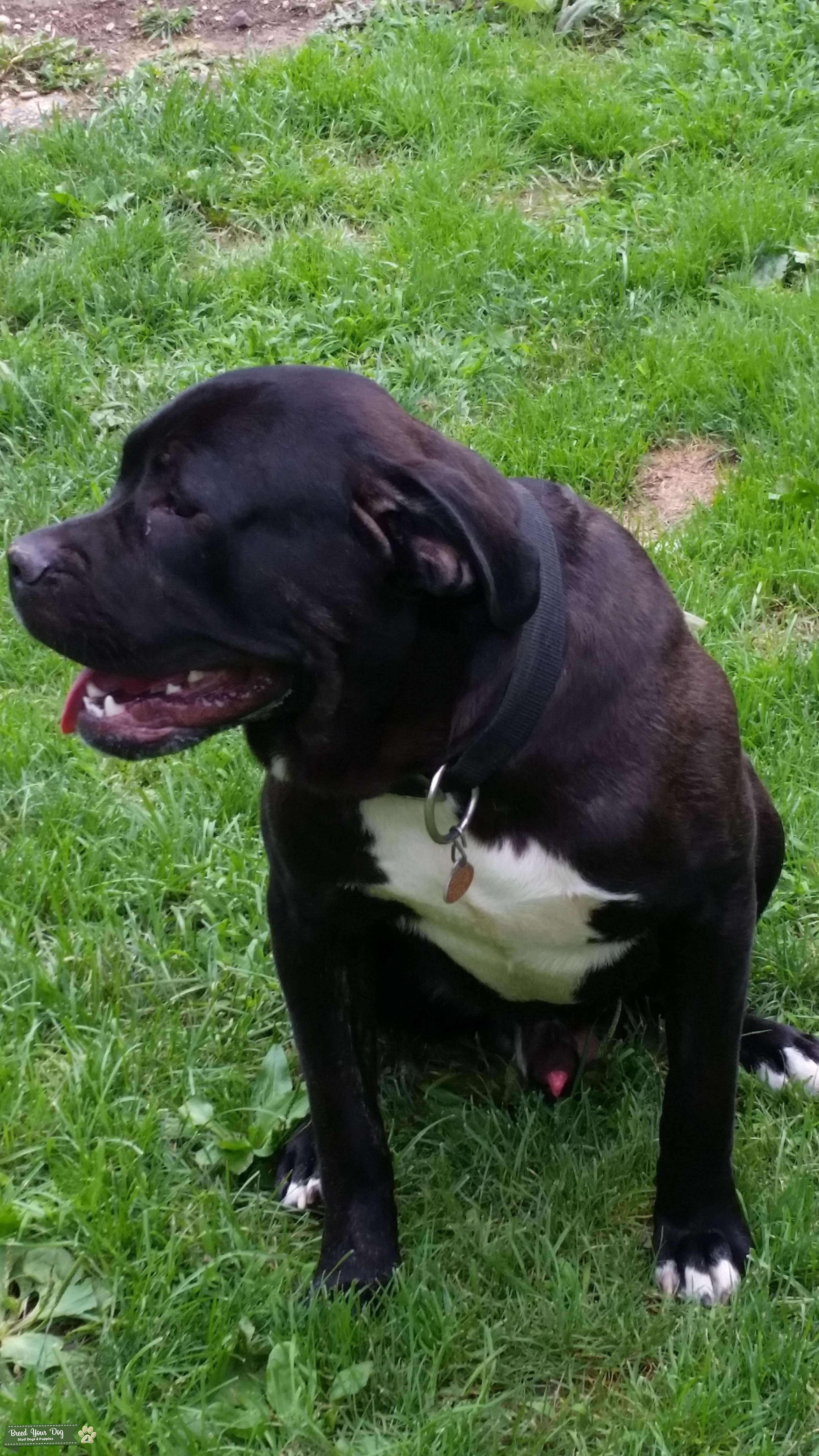 Stud service Stud Dog in Pennsylvania, the United States Breed Your Dog