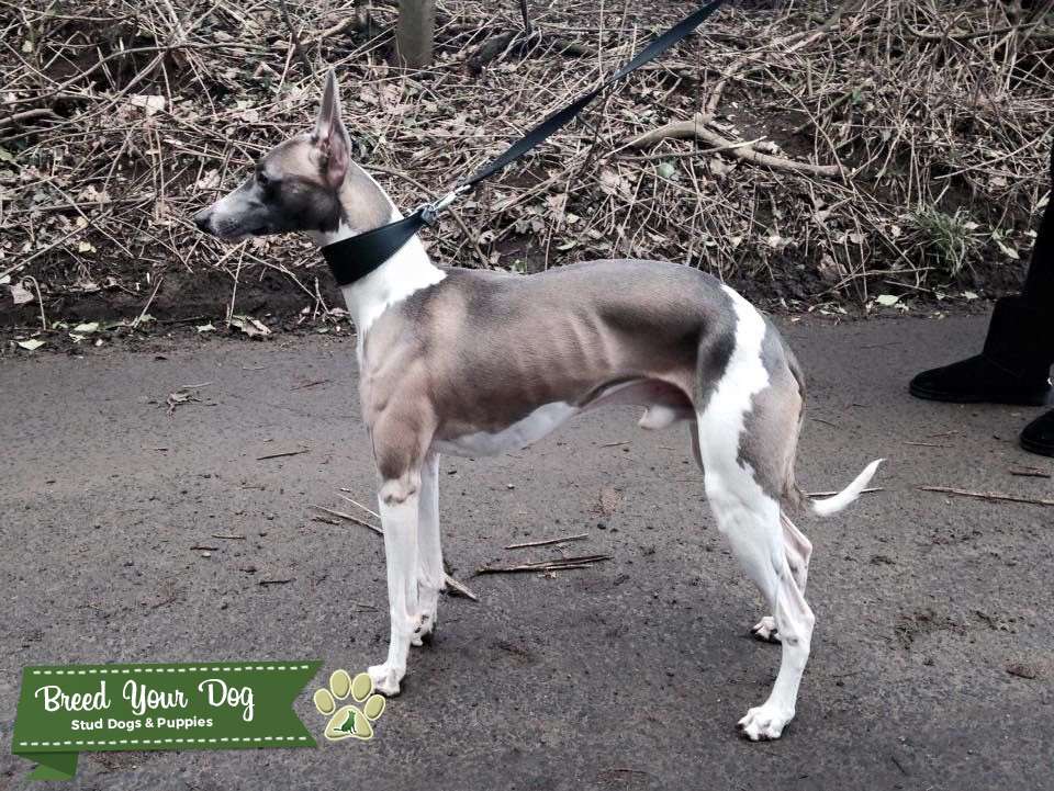 bravecto for dogs lowest price