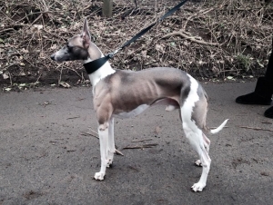 guinea pig hammock pets at home