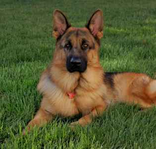 red german shepherd dog