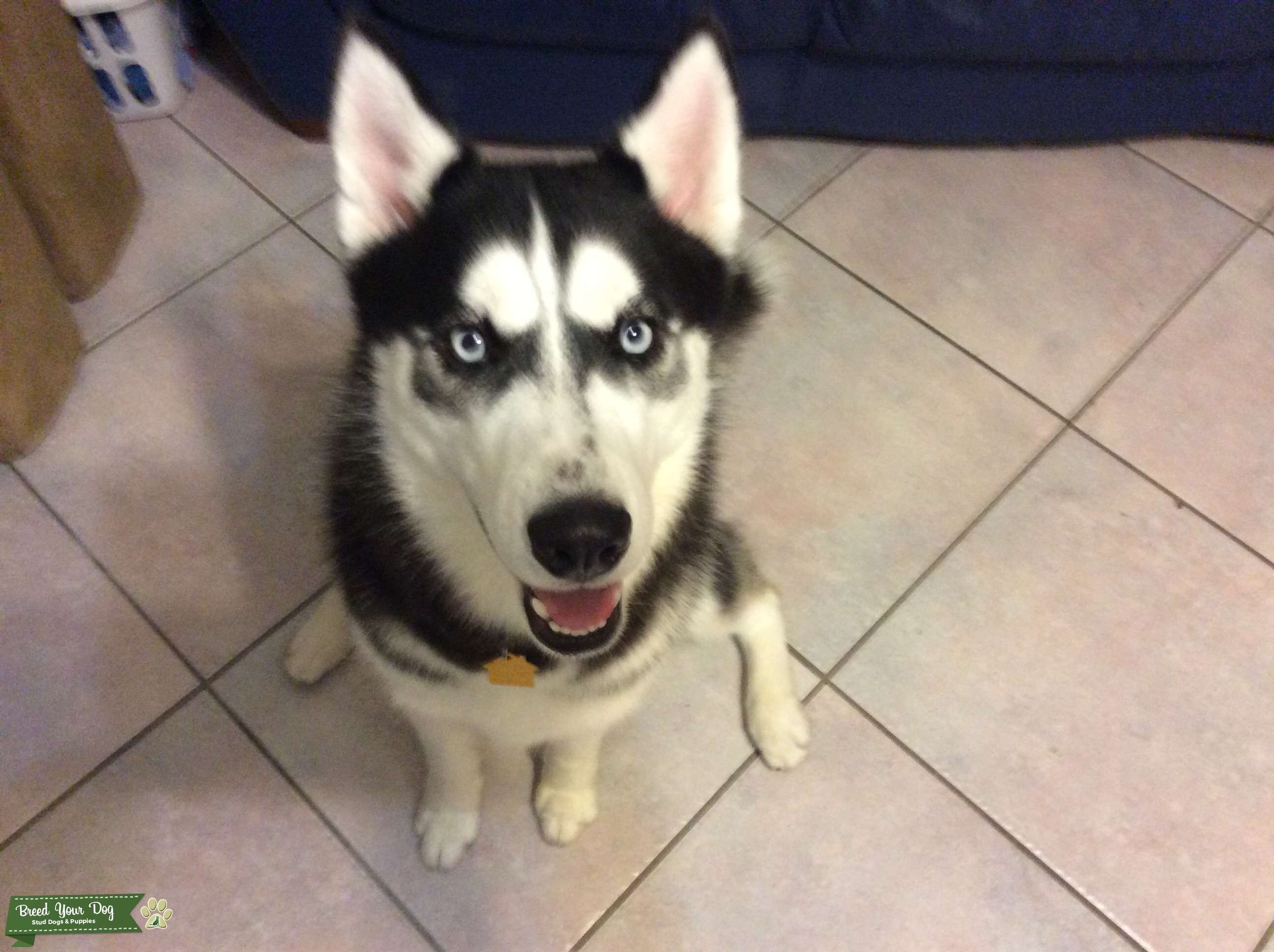 Pure Breed Siberian Husky Male Stud Dog in Broward County, the United