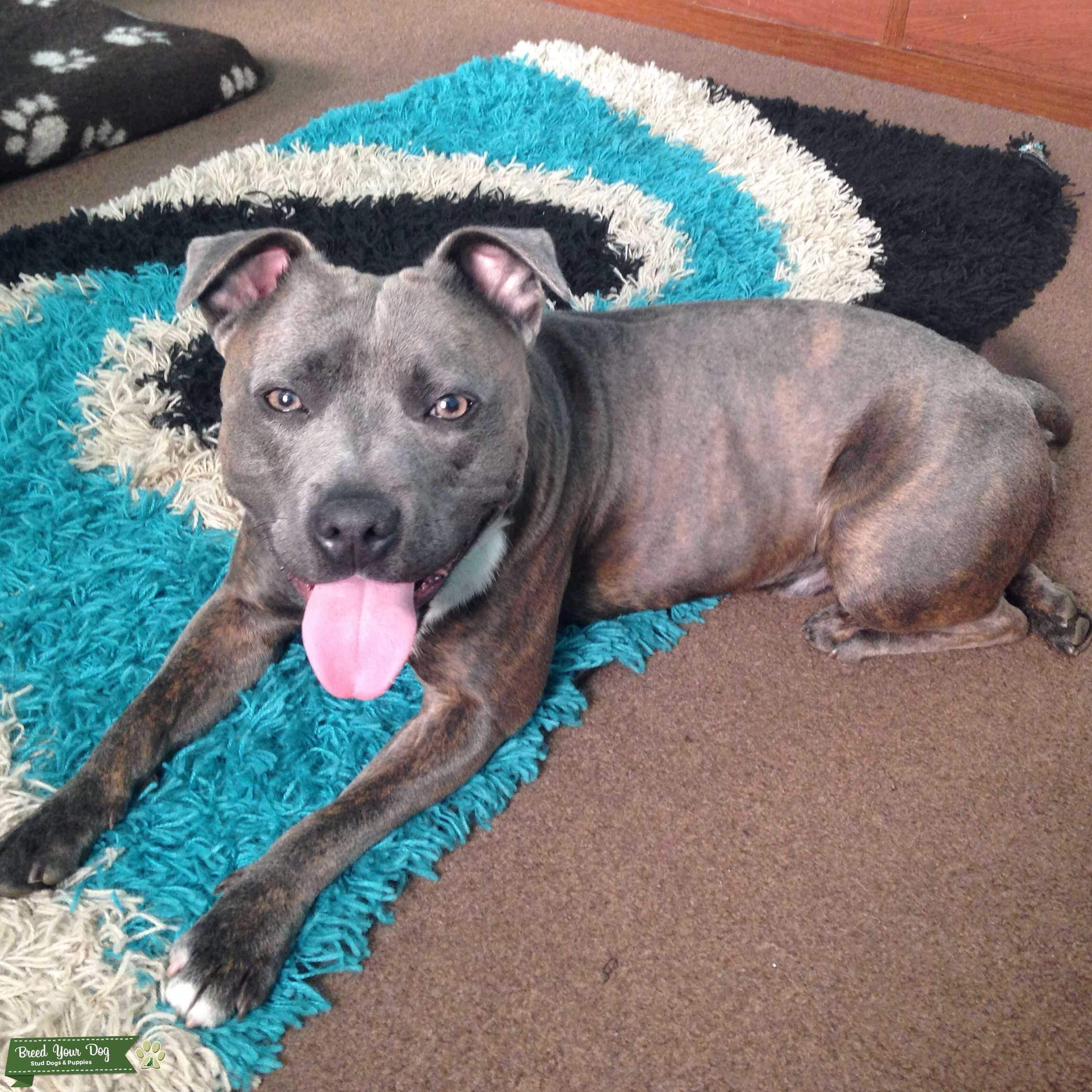 Dog breeds essay 08 image