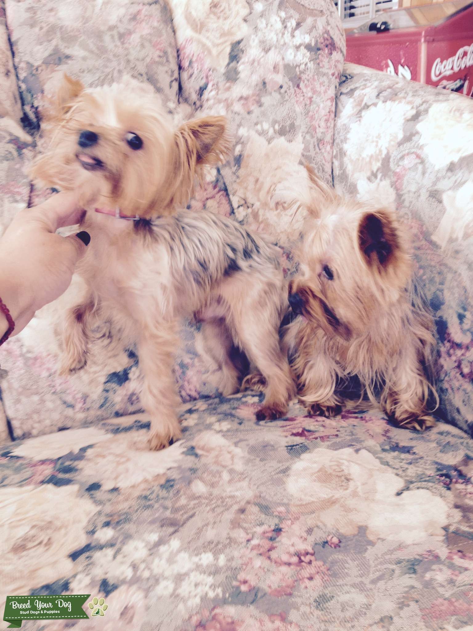 AKC Micro Teacup Yorkie Stud Dog in San Jose, the United States