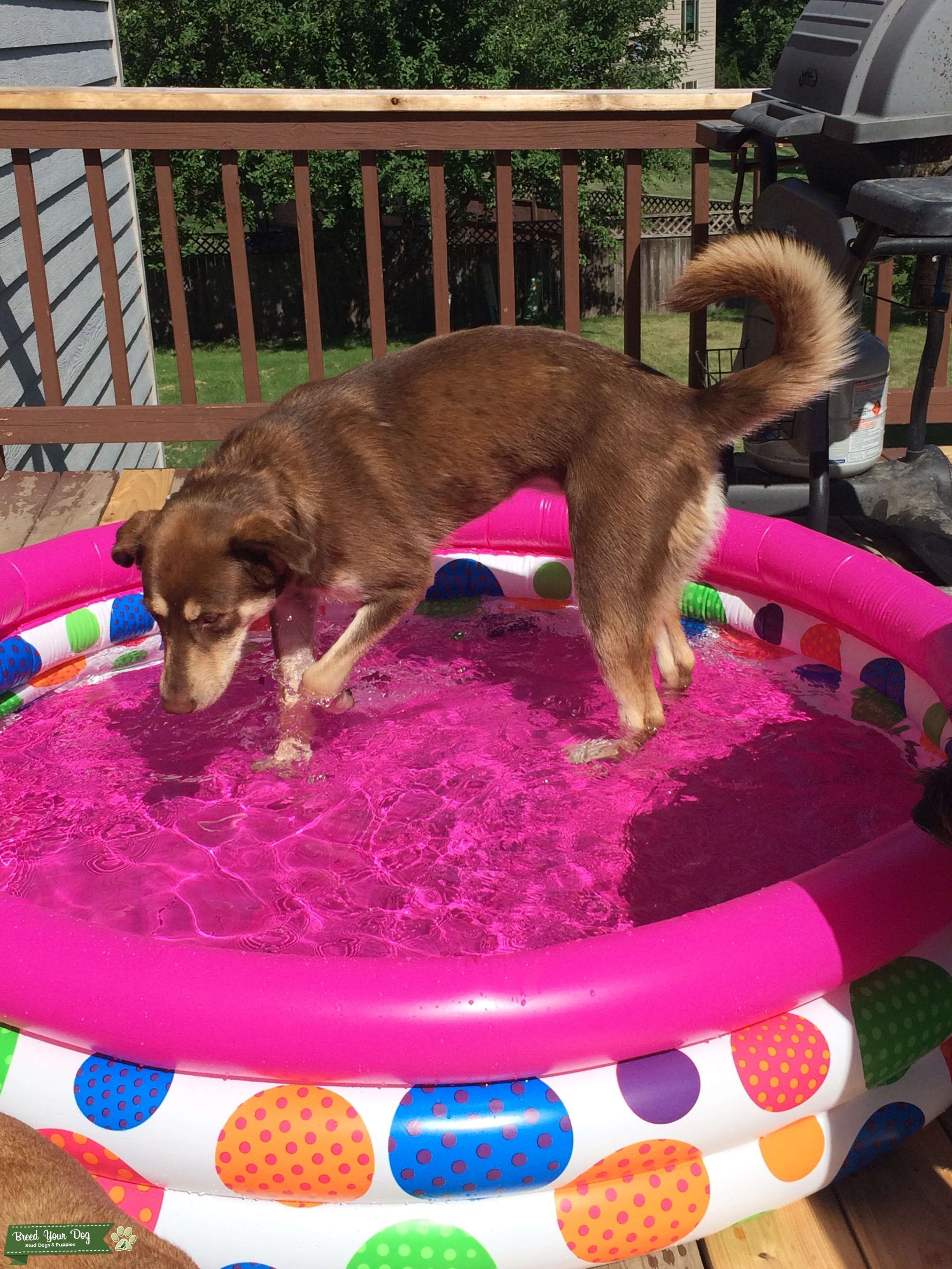 Chocolate lab husky mix Stud Dog in South Dakota , the United States
