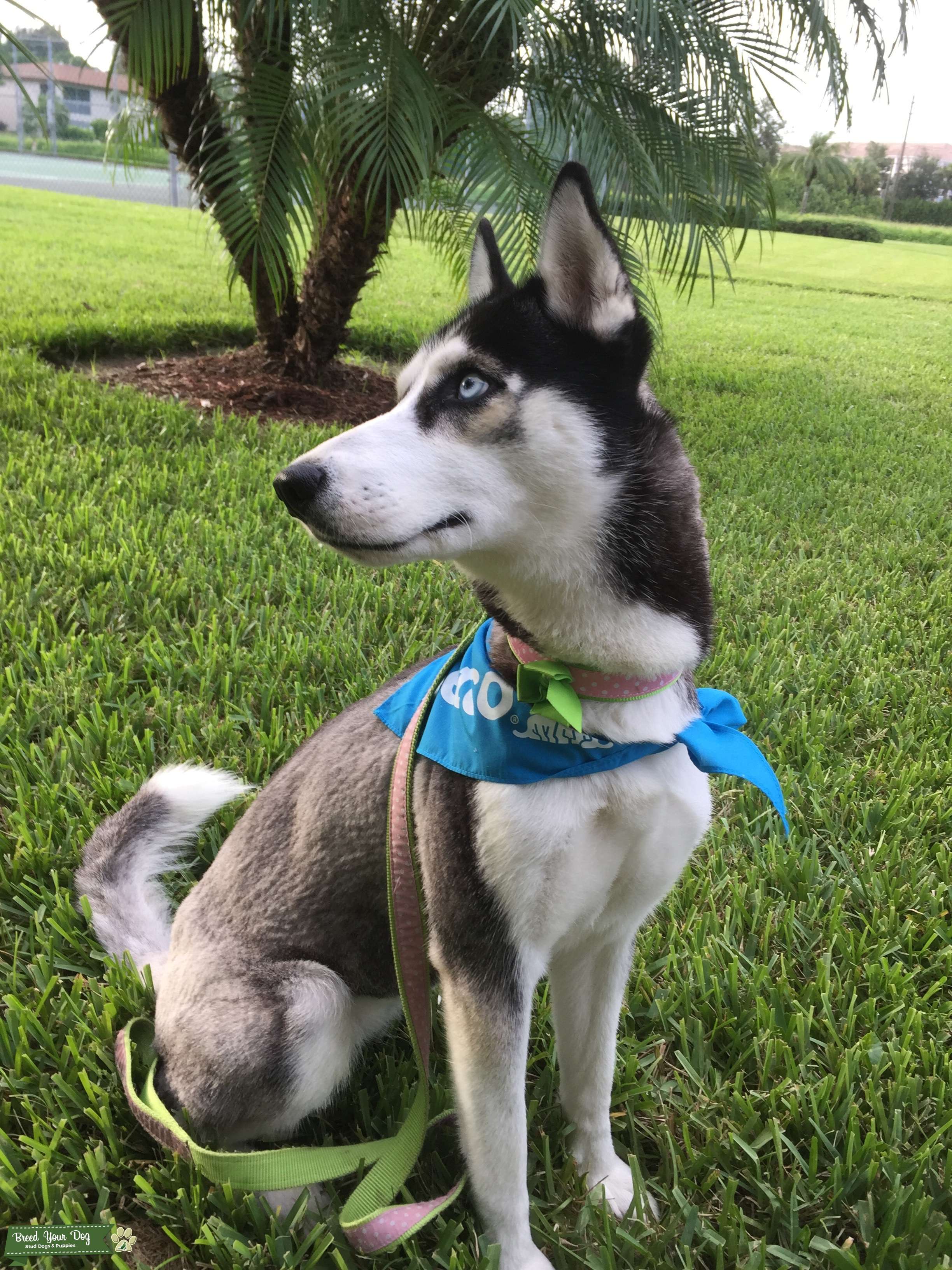 Female Siberian husky! Stud Dog in United States , the United States