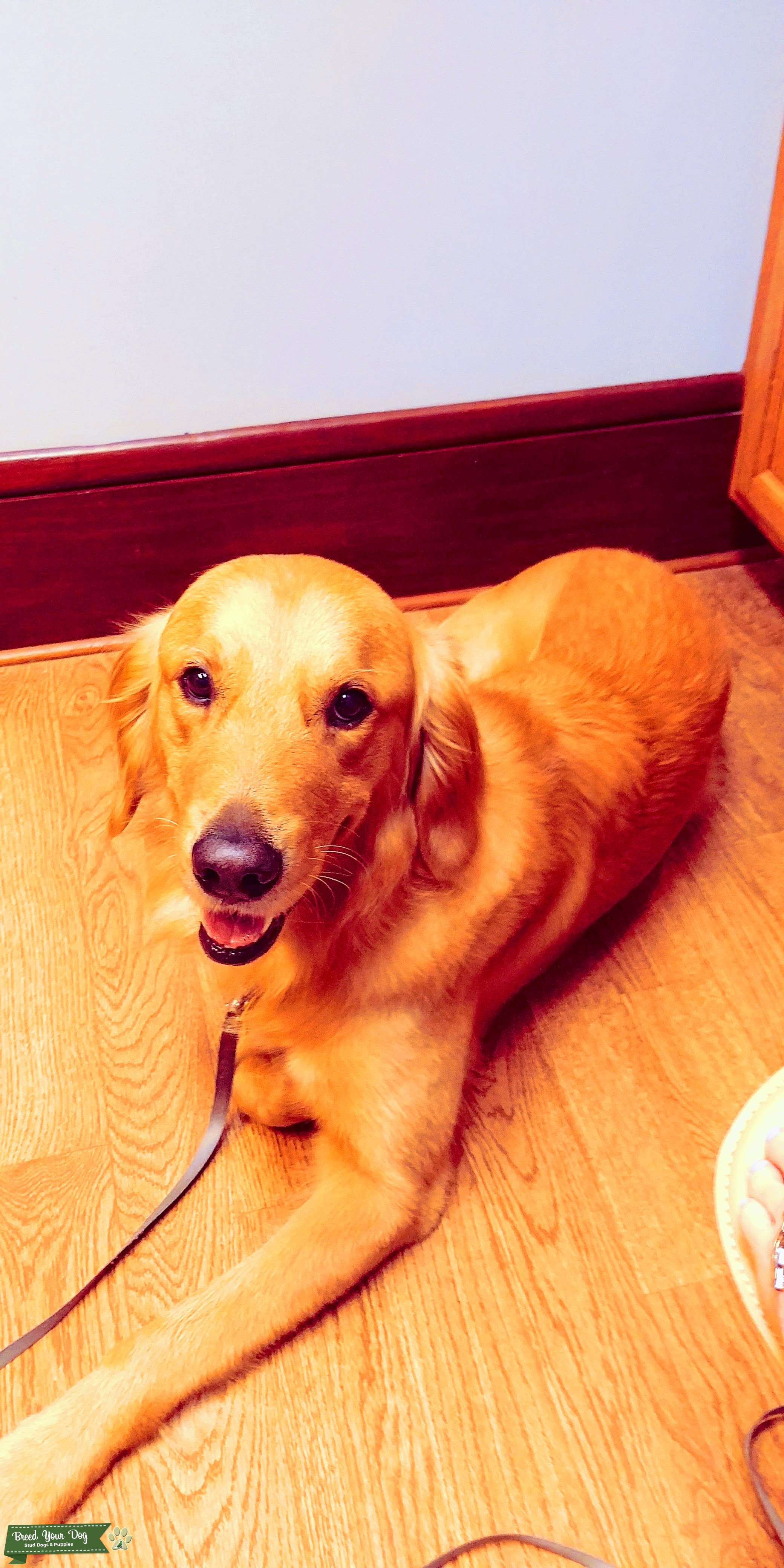 Stud Dog Golden Retriever Breed Your Dog