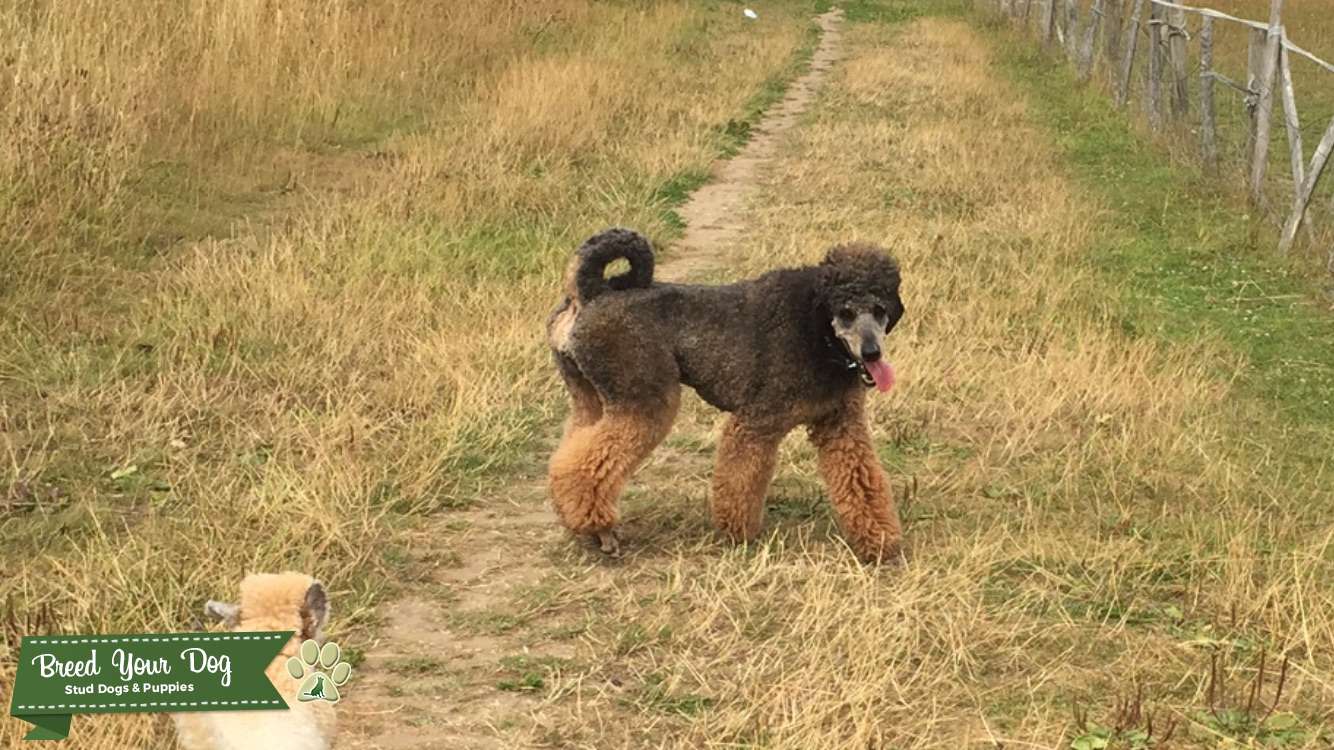 Stud Dog Red Sable Phantom Standard Poodle Stud Dog