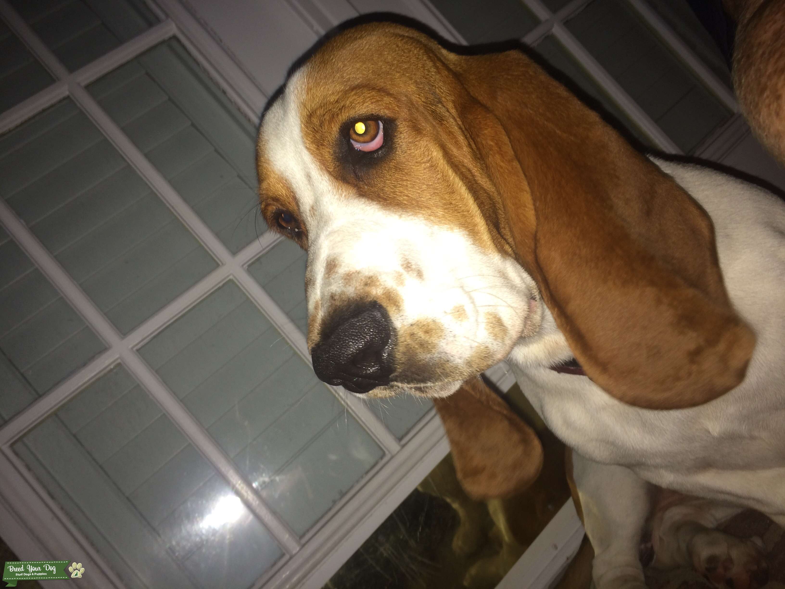 Full blooded registered tri color hound Stud Dog in South east, the