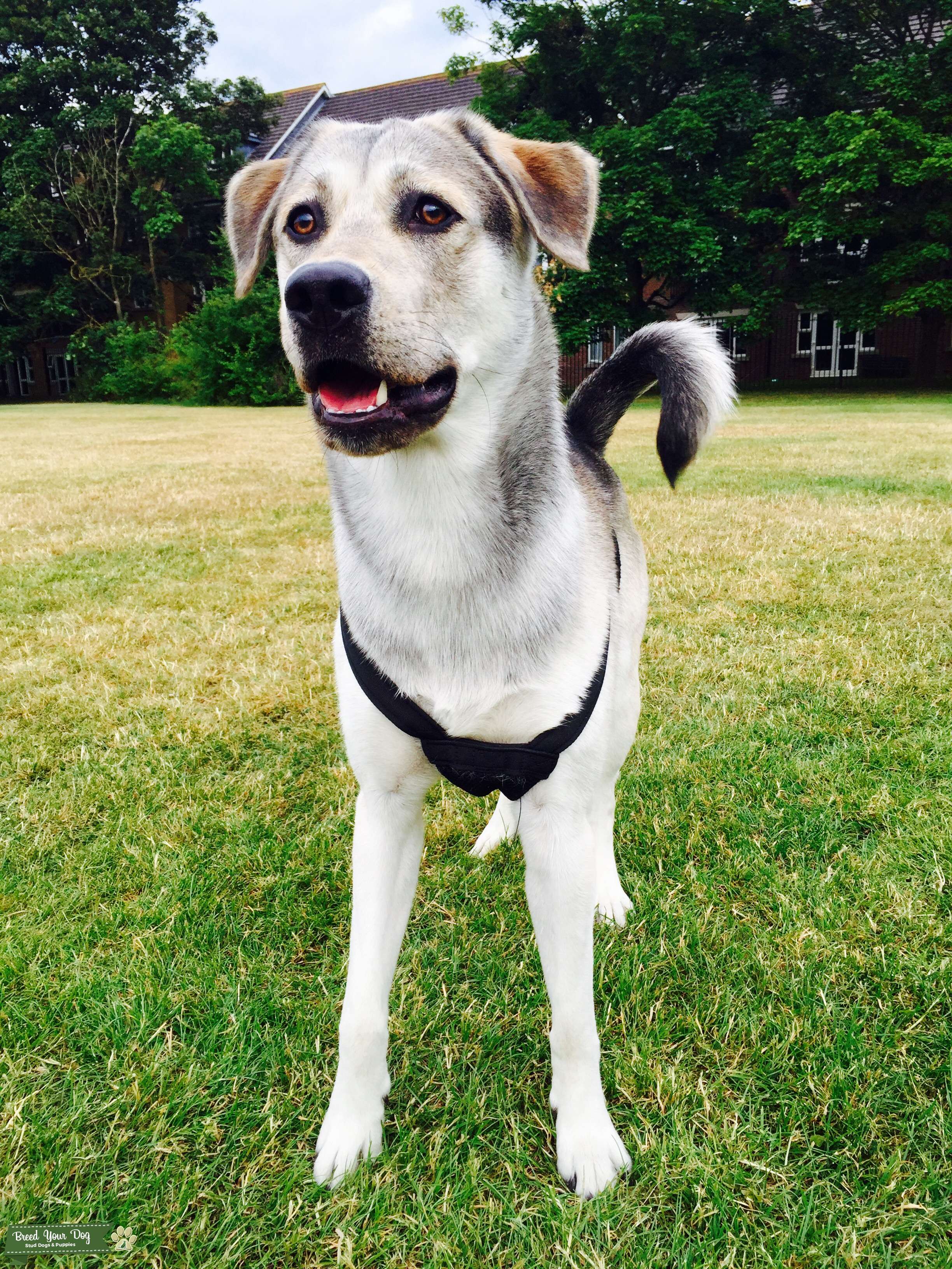 Beautiful Husky/Lab Cross Stud Dog in Hertfordshire , the United