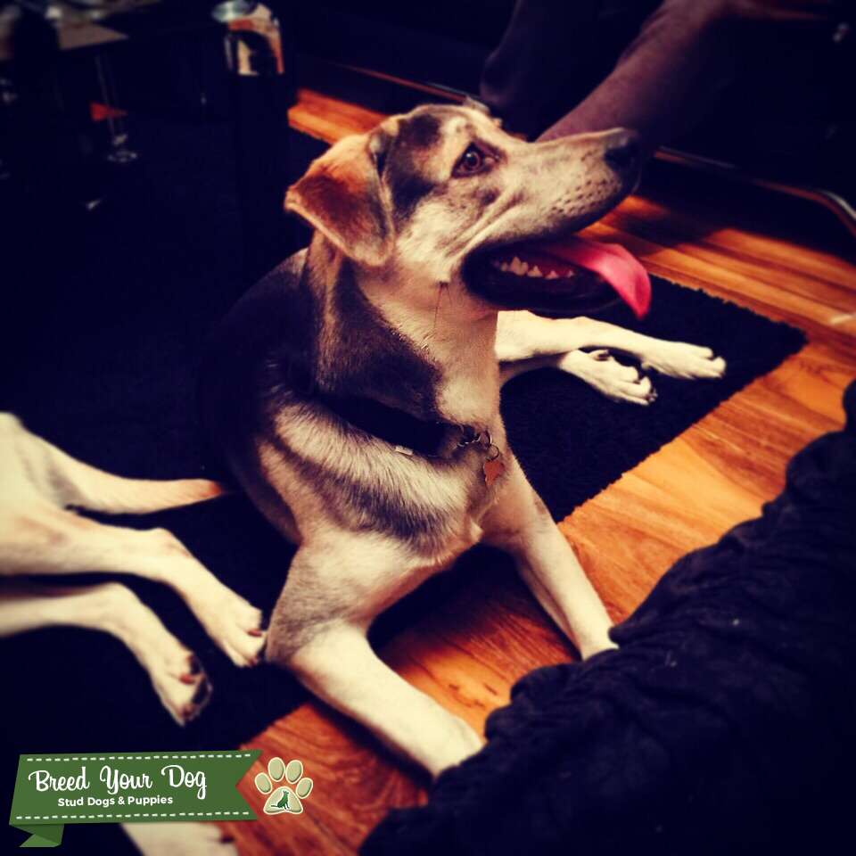 Beautiful Husky/Lab Cross Stud Dog in Hertfordshire , the United