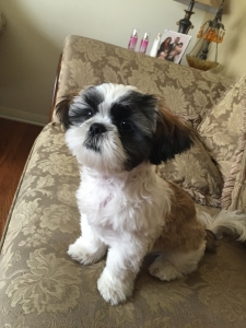Shih Tzu Stud Dogs Available Now Breed Your Dog