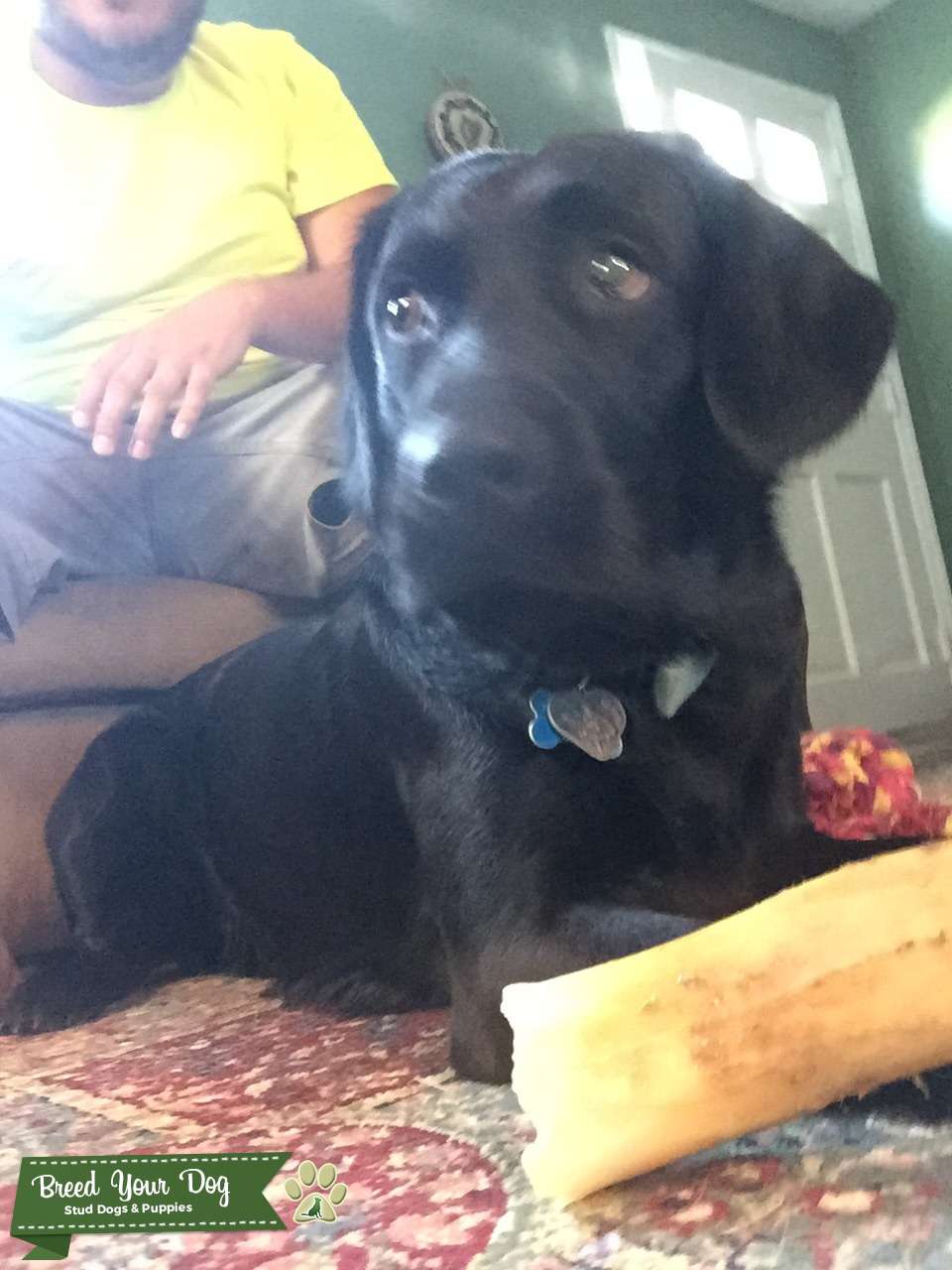 Stud Dog - Smaller Sized Black Lab - Breed Your Dog