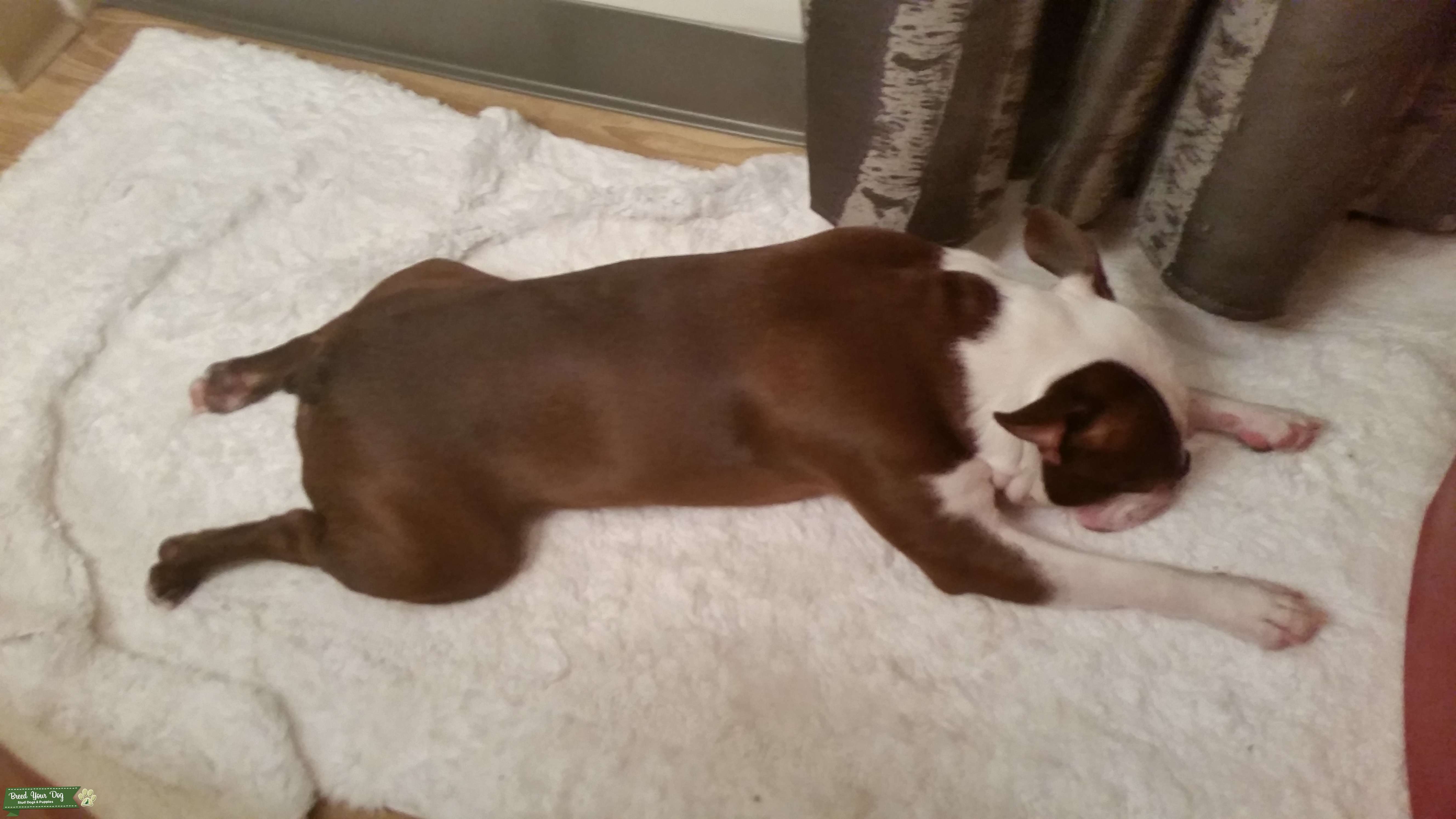 Chocolate Boston Terrier Stud! Stunning Eyes!!!!! Stud Dog in