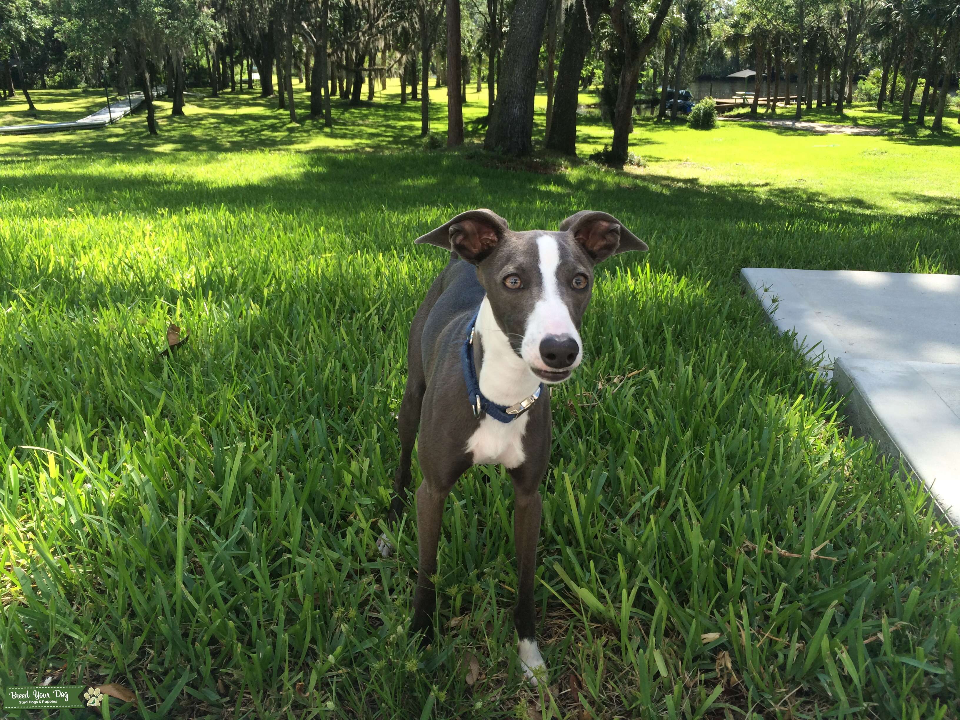 Italian Greyhound for Stud Stud Dog Florida Breed Your Dog Italian Greyhound for Stud Stud Dog Florida Breed Your Dog