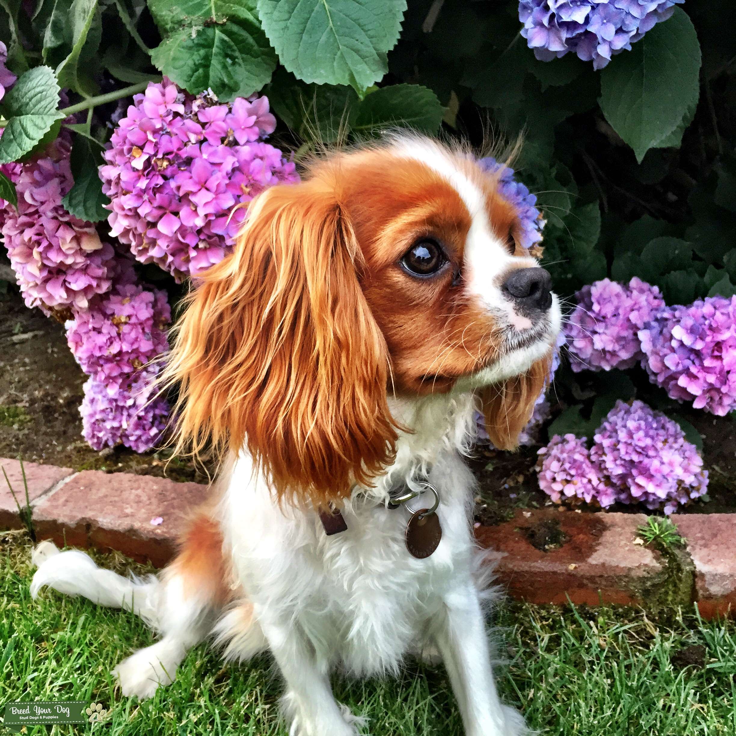 Cavalier Stud Stud Dog in California, the United States Breed Your Dog