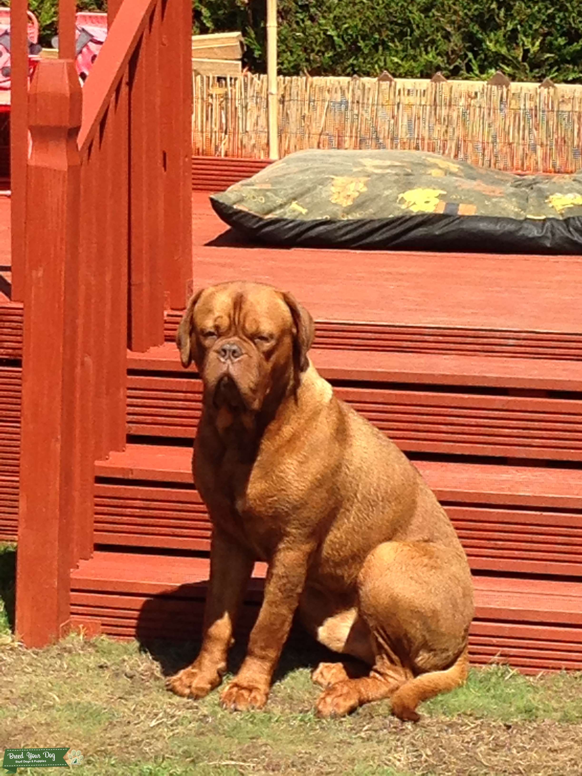 Stud dog Stud Dog in Worcester , the United States Breed Your Dog