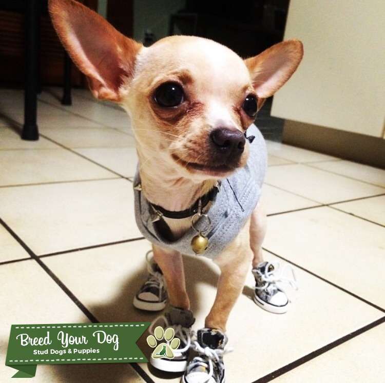 Pure Bred Teacup apple head chihuahua for stud Stud Dog in Coral