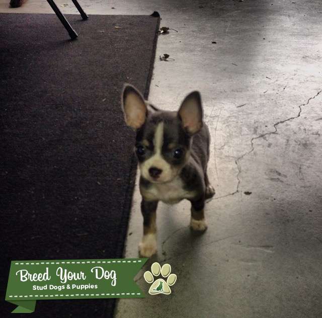 CKC Registered Teacup Tricolor Chihuahua Stud Dog Florida Breed