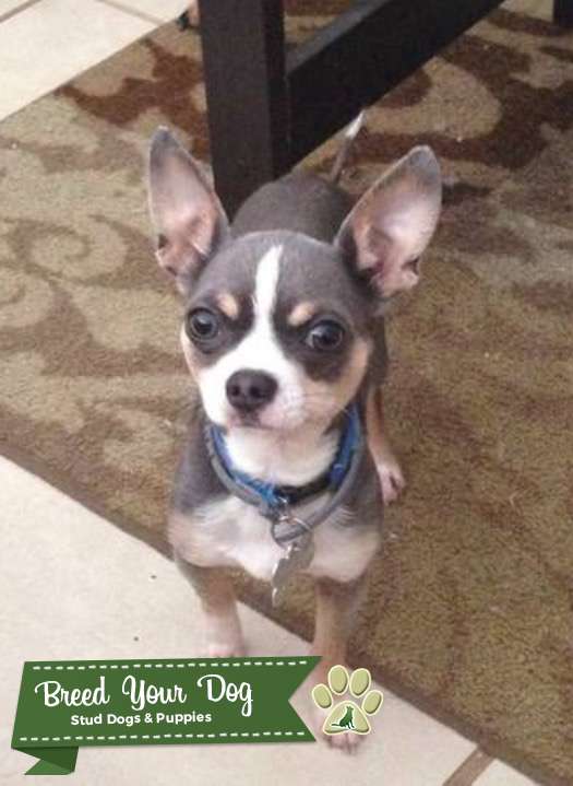 CKC Registered Teacup Tricolor Chihuahua Stud Dog Florida Breed
